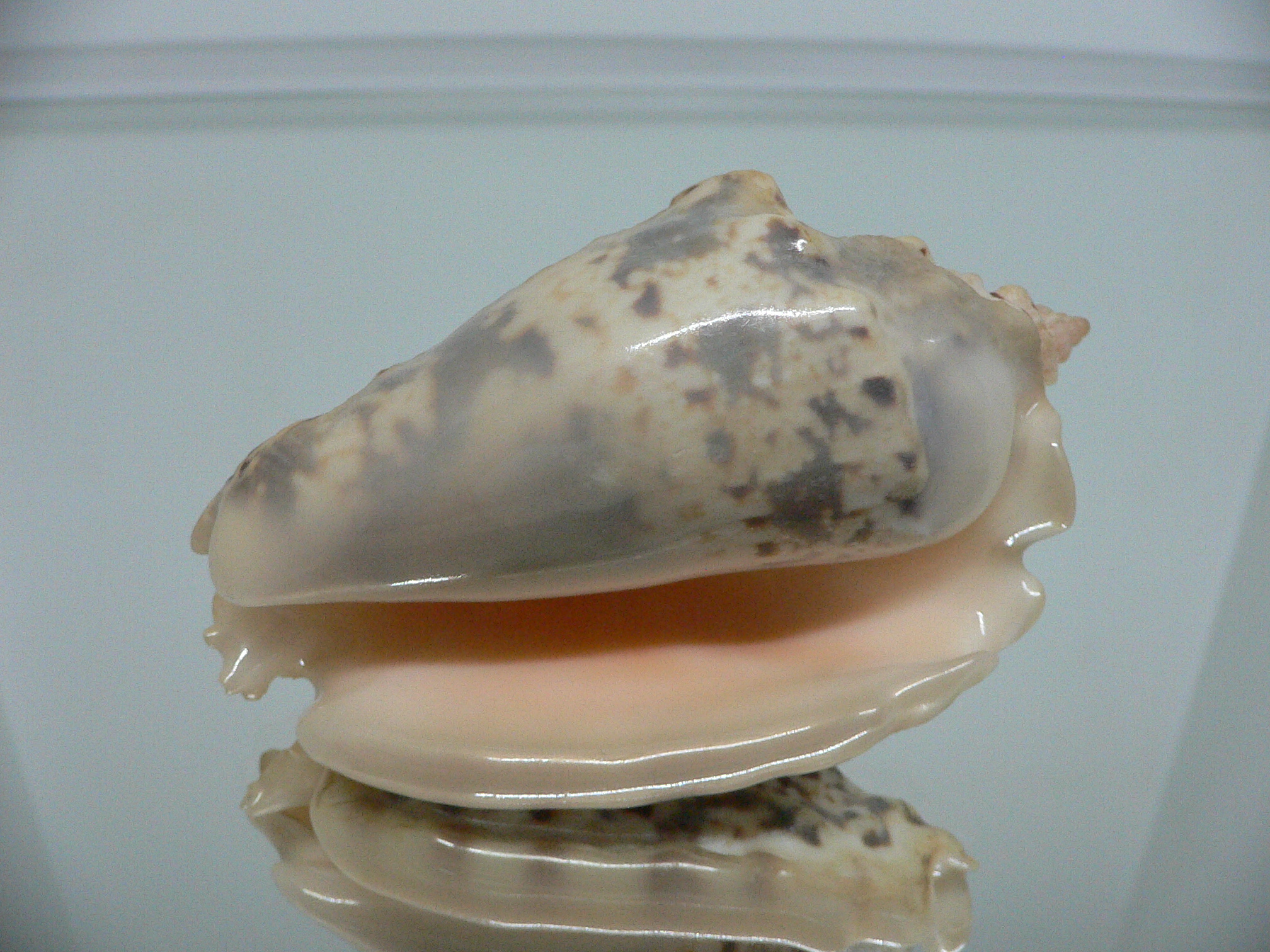 Strombus lentiginosus BIG