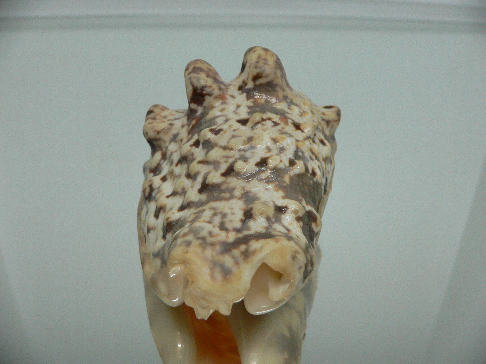 Strombus lentiginosus BIG