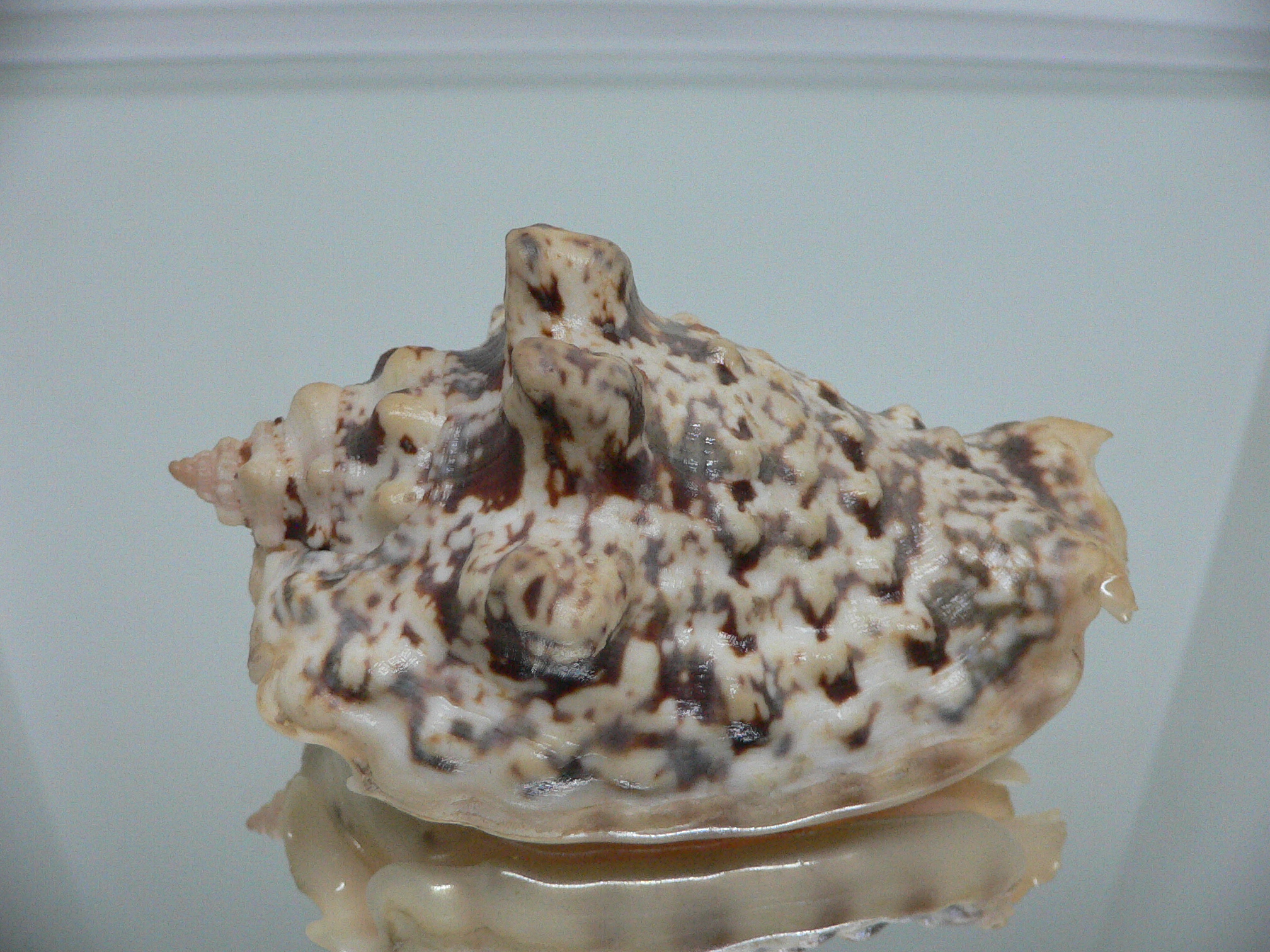 Strombus lentiginosus BIG