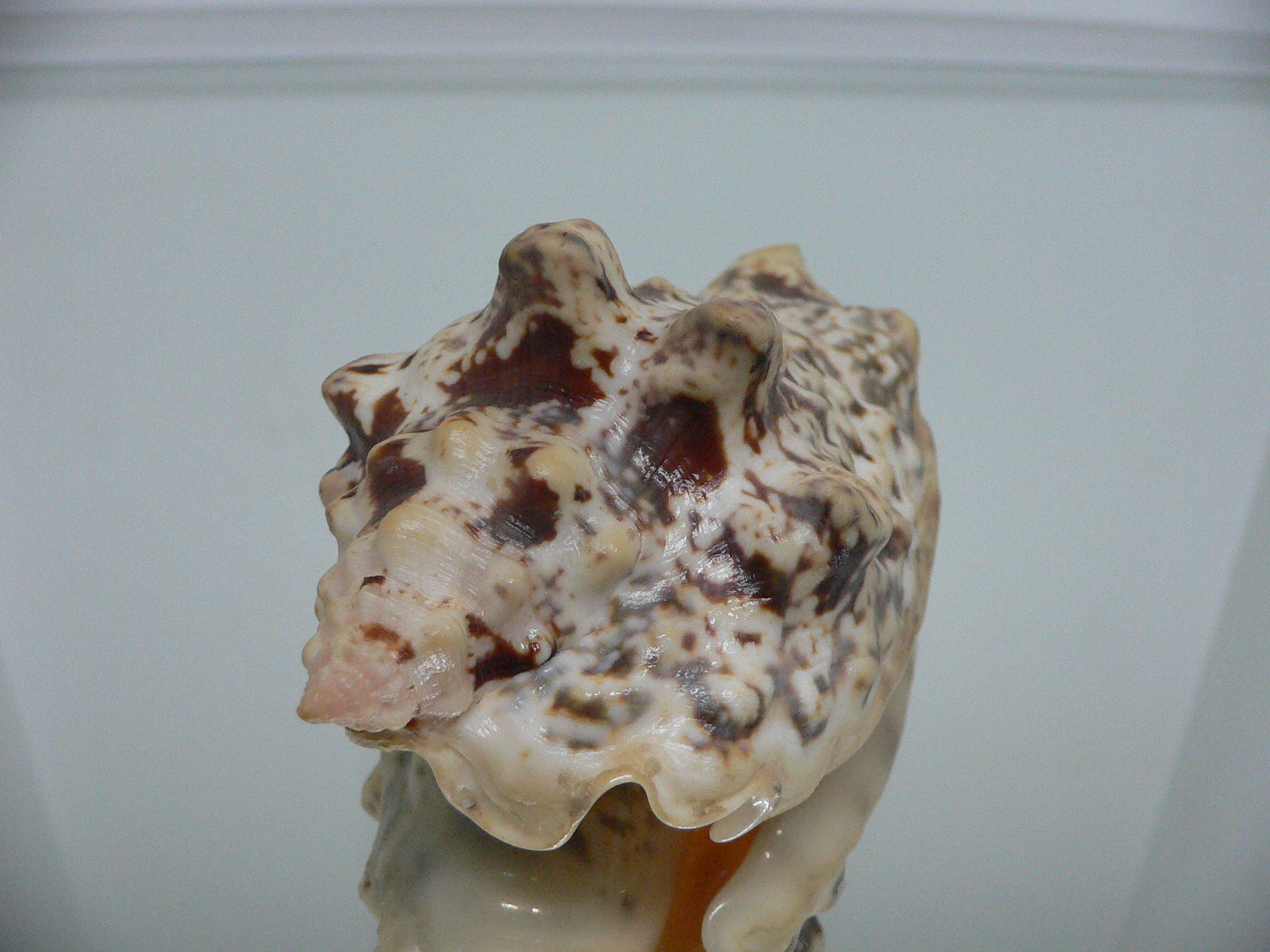 Strombus lentiginosus BIG