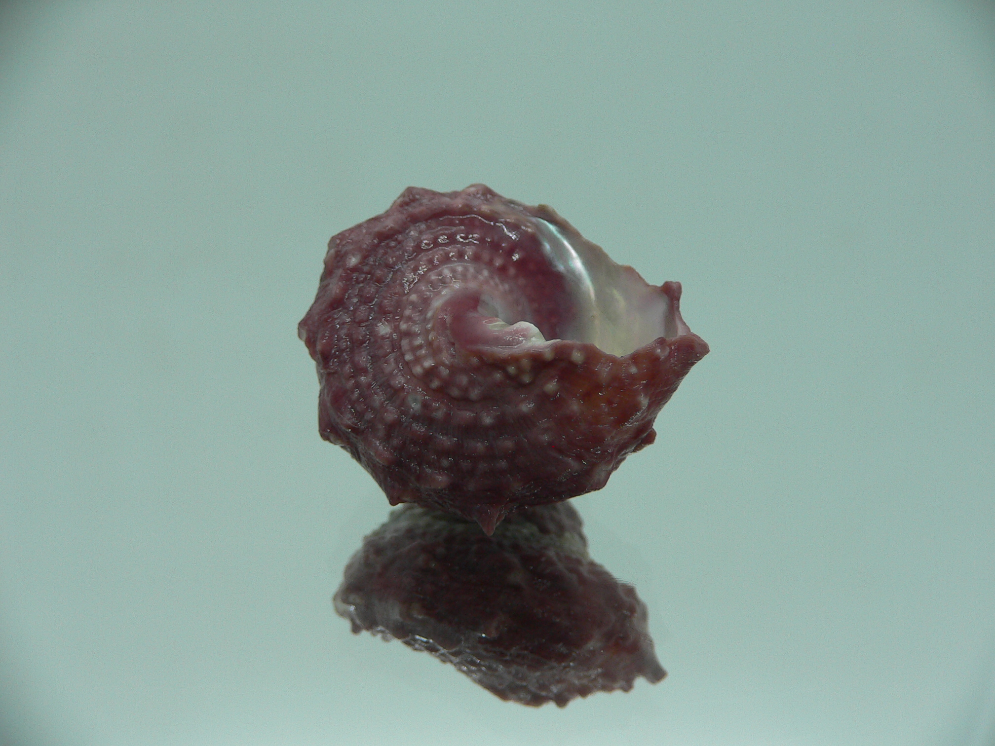 Astralium SP. COLOR