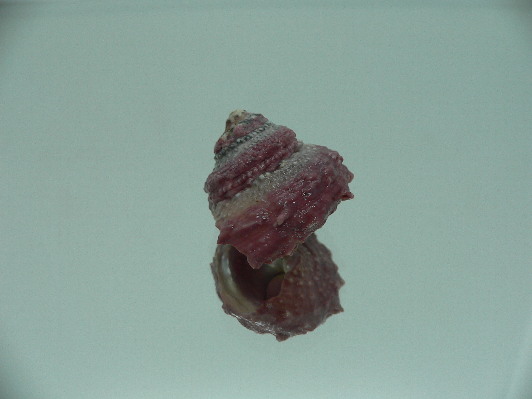 Astralium SP. COLOR