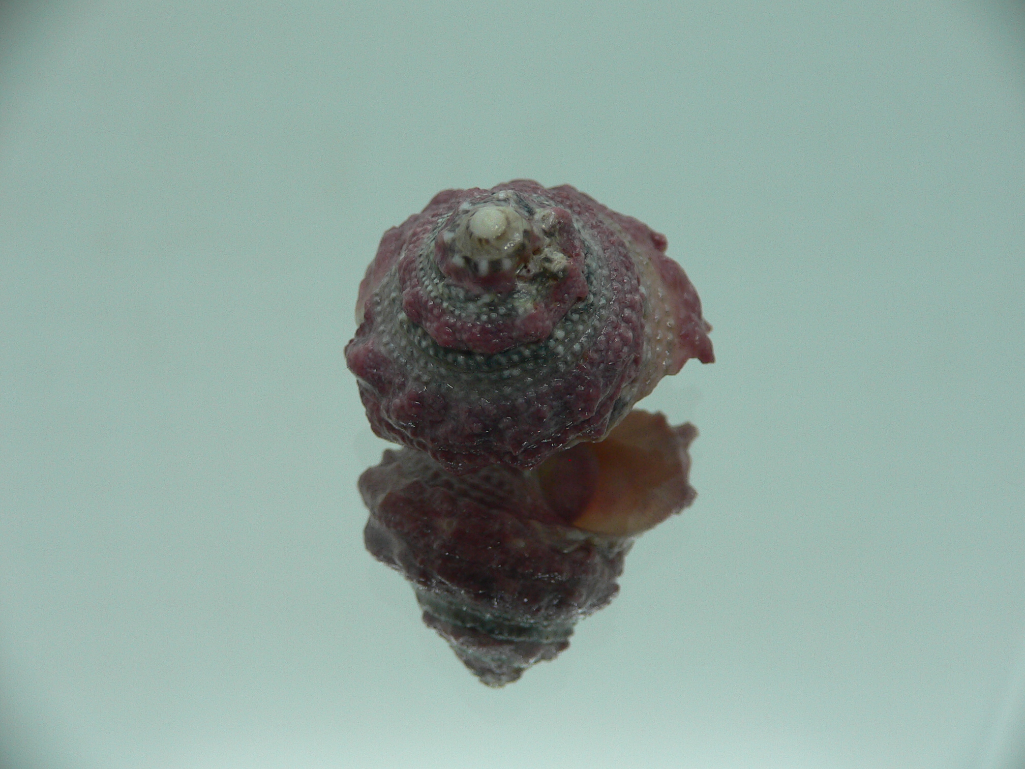 Astralium SP. COLOR