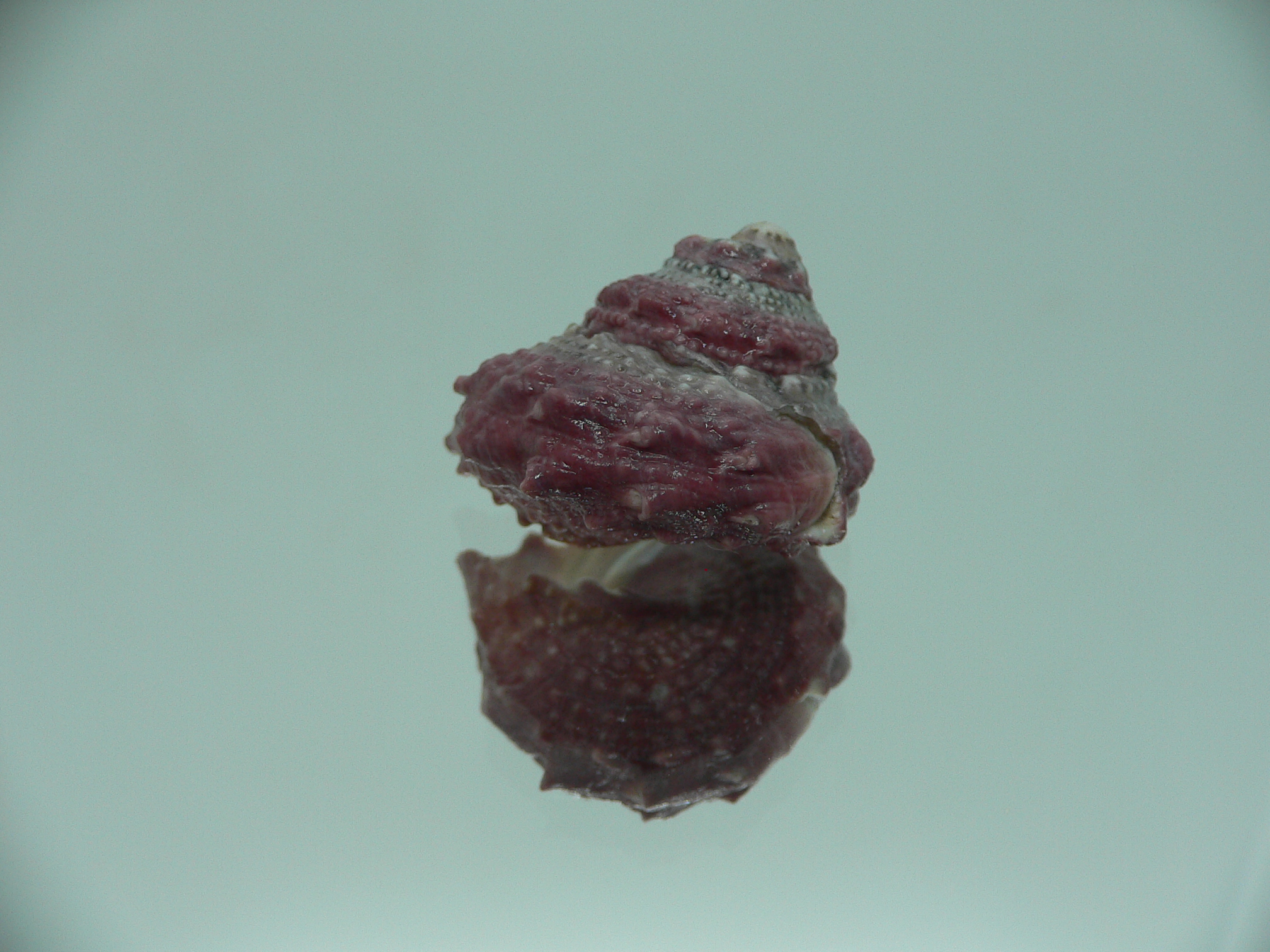 Astralium SP. COLOR