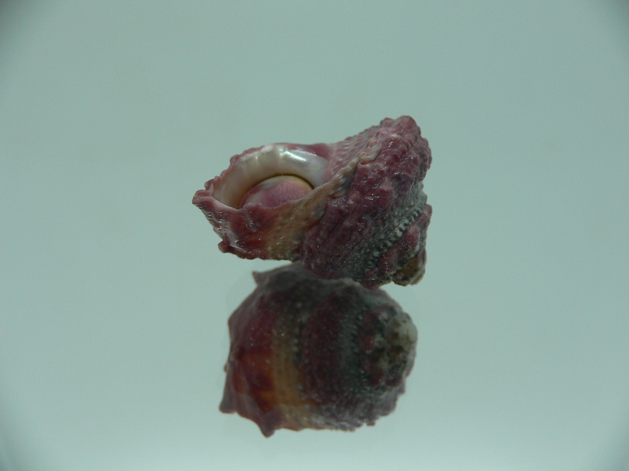Astralium SP. COLOR