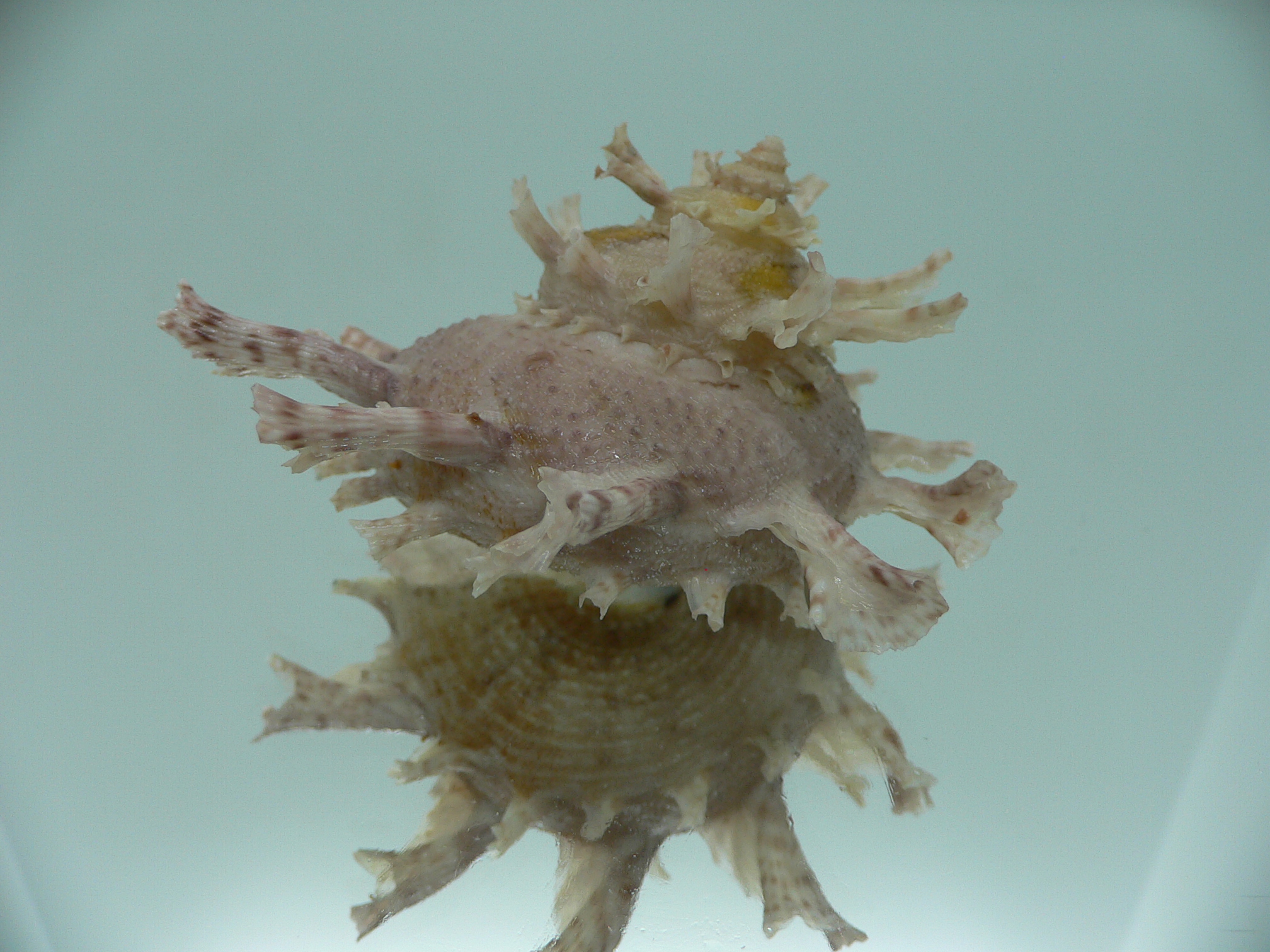 Harisazaea girgyllus BIG & PINK