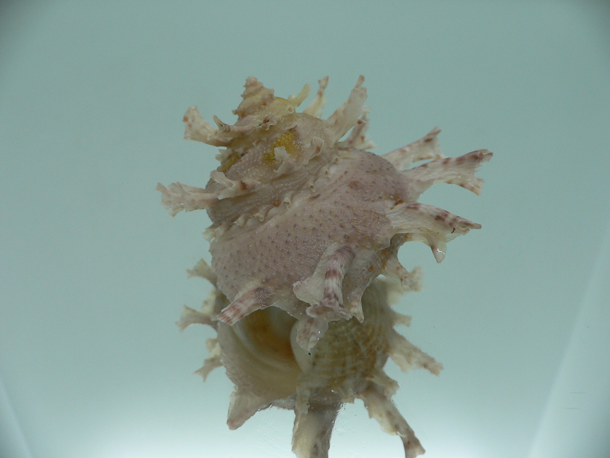 Harisazaea girgyllus BIG & PINK