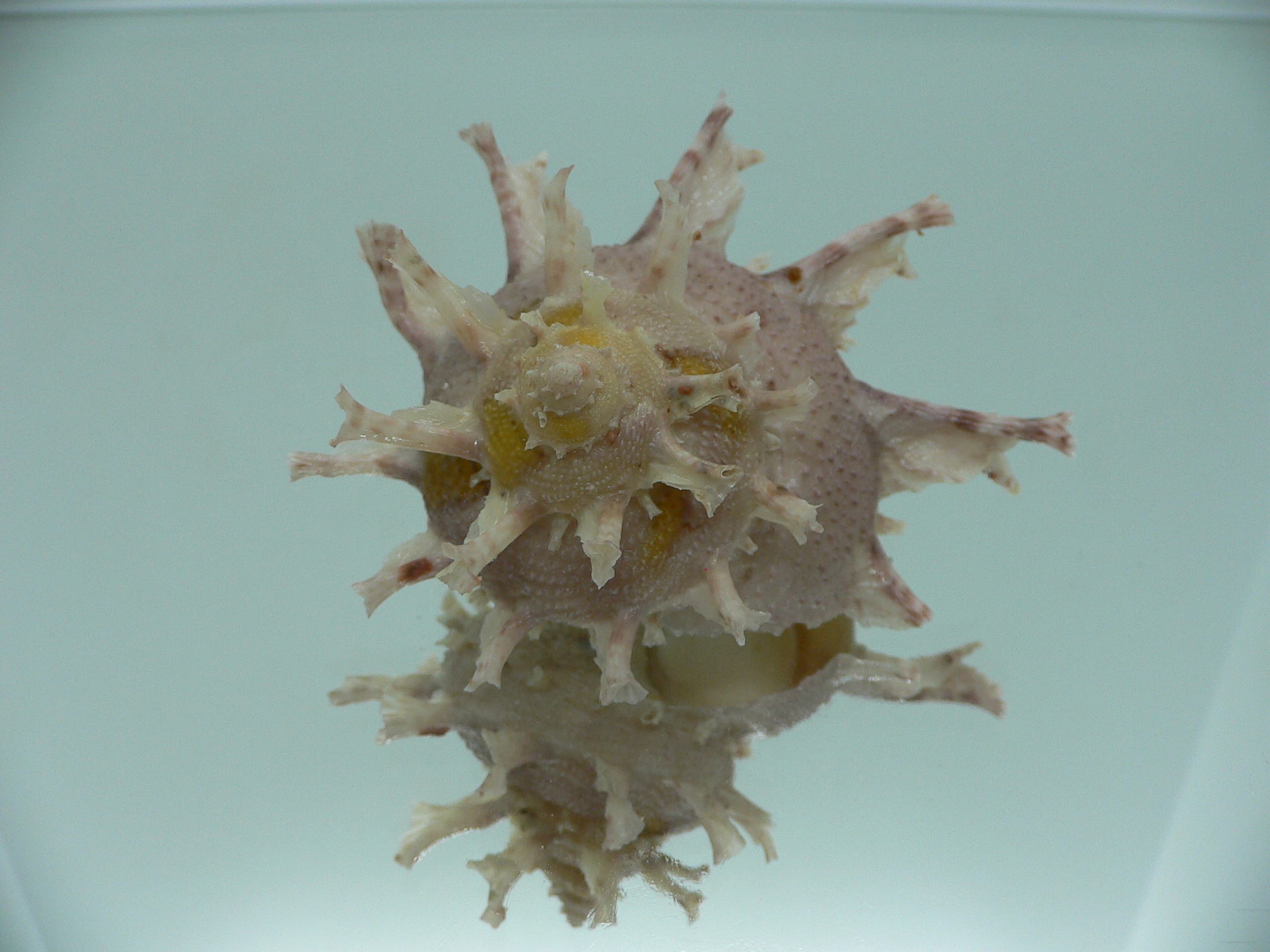 Harisazaea girgyllus BIG & PINK