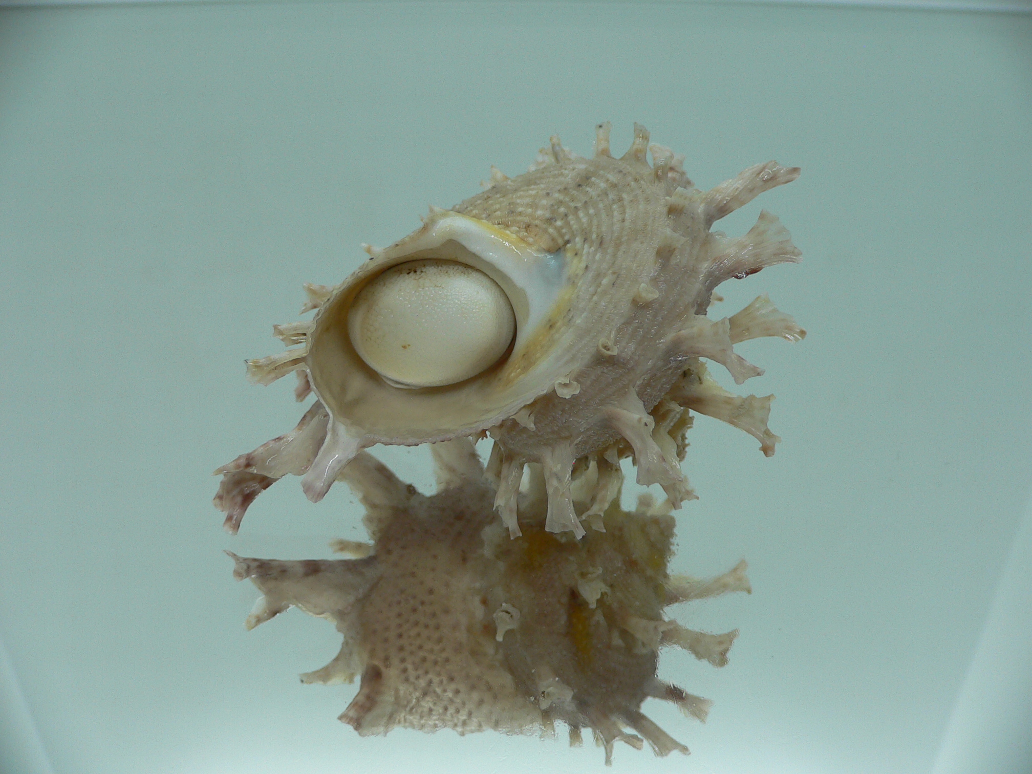 Harisazaea girgyllus BIG & PINK