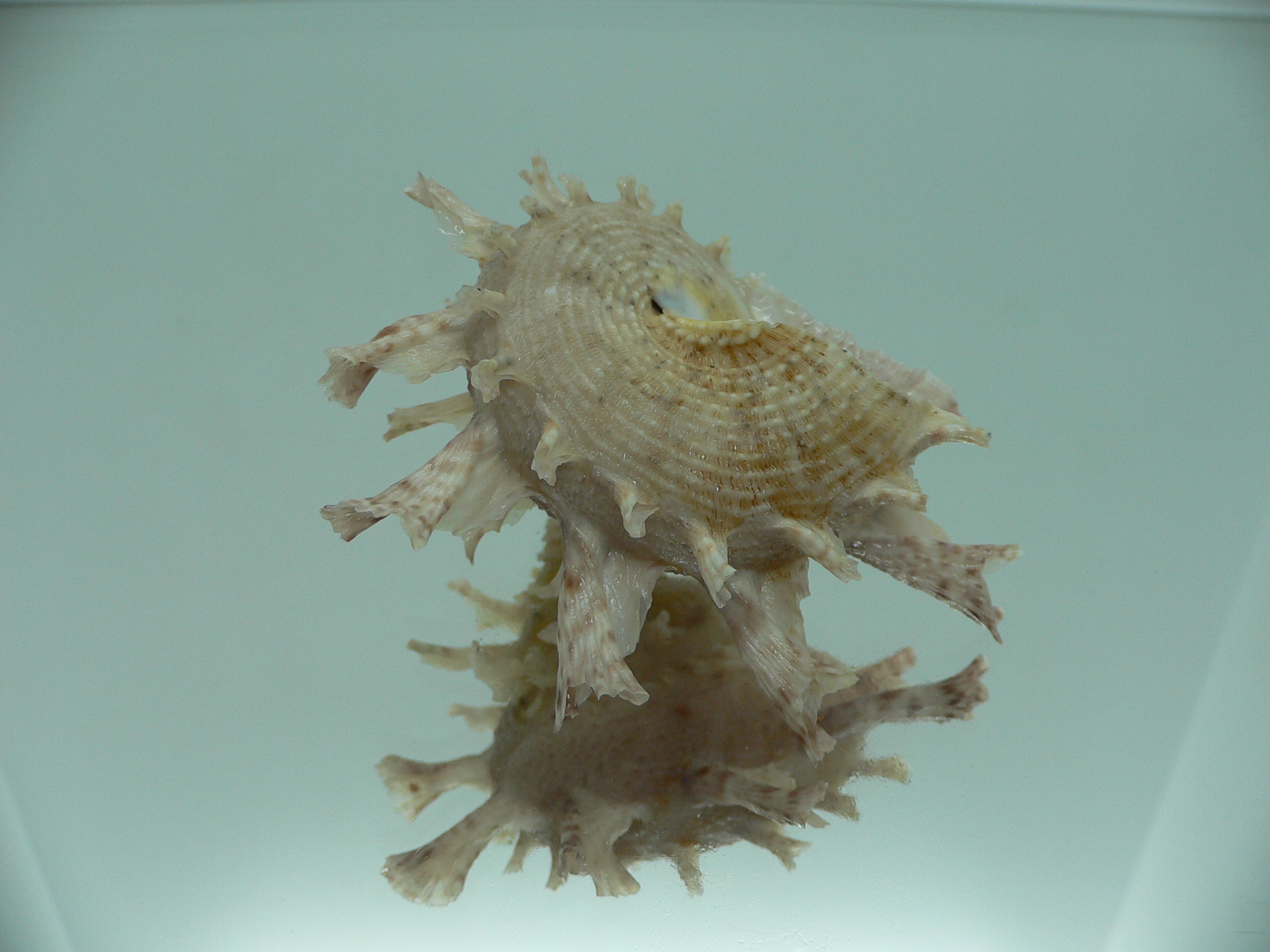 Harisazaea girgyllus BIG & PINK