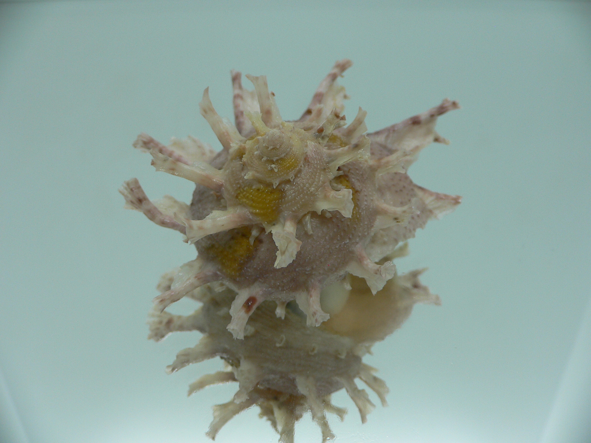 Harisazaea girgyllus BIG & PINK