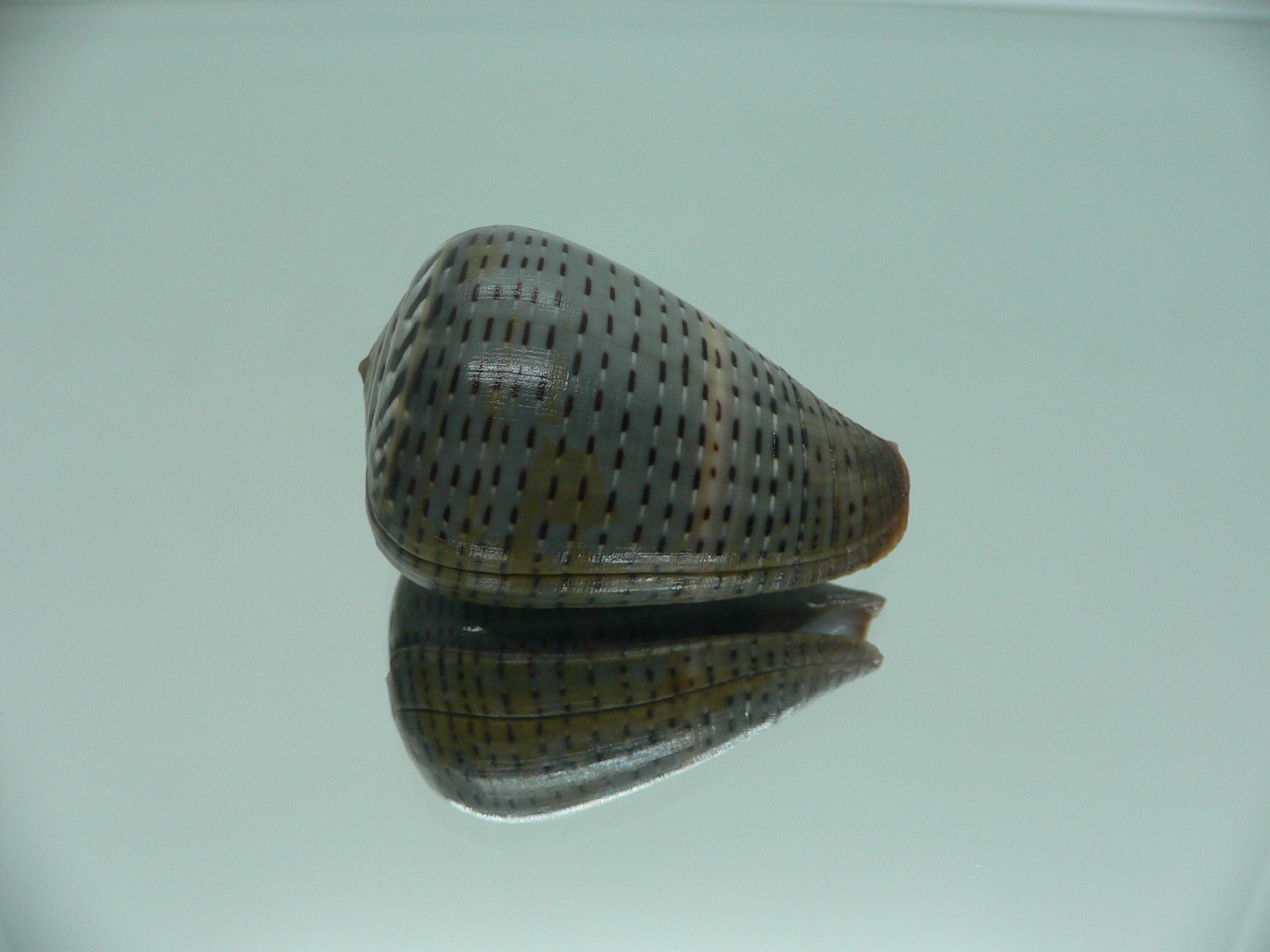Conus glaucus NIGER