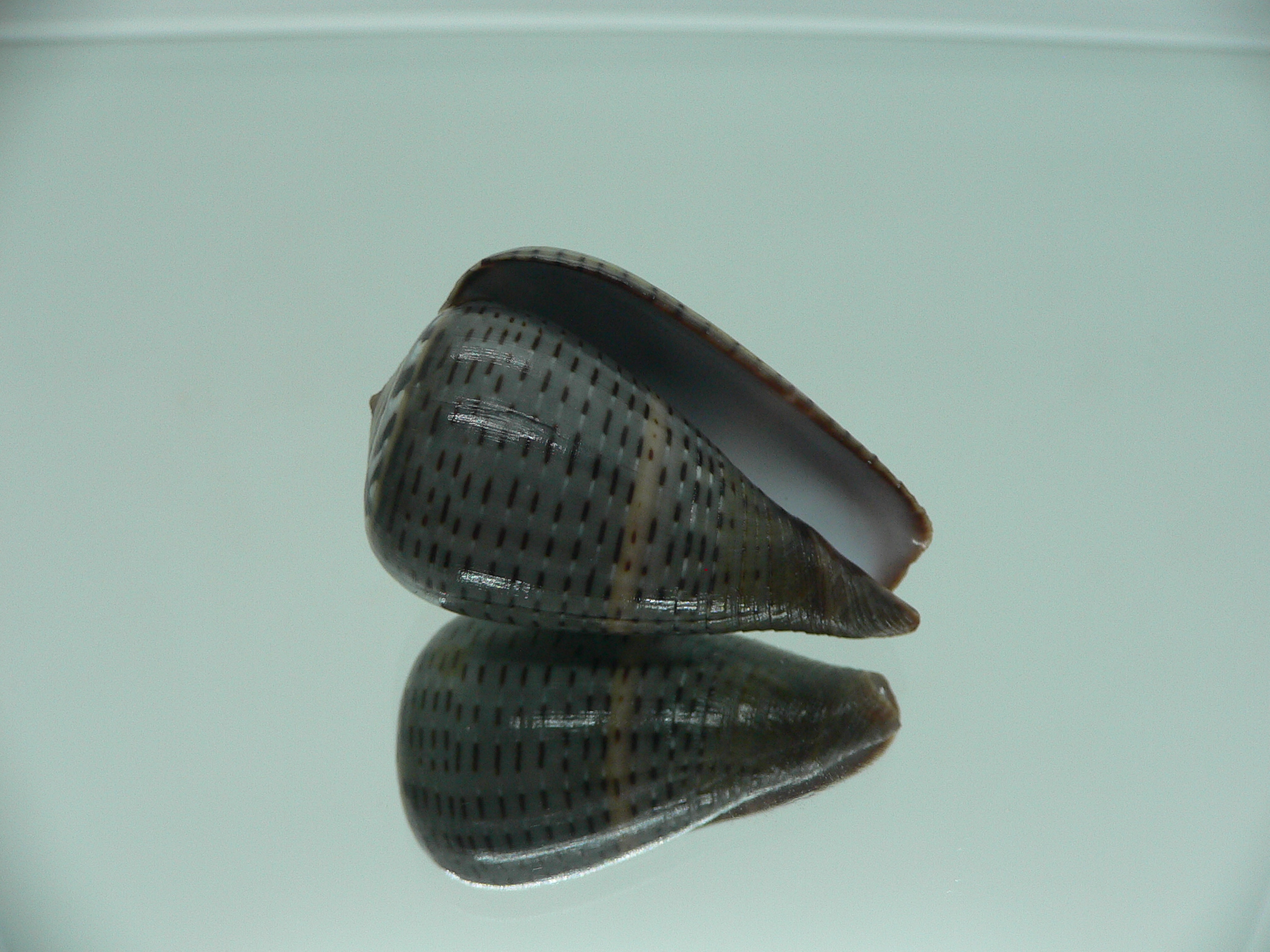 Conus glaucus NIGER