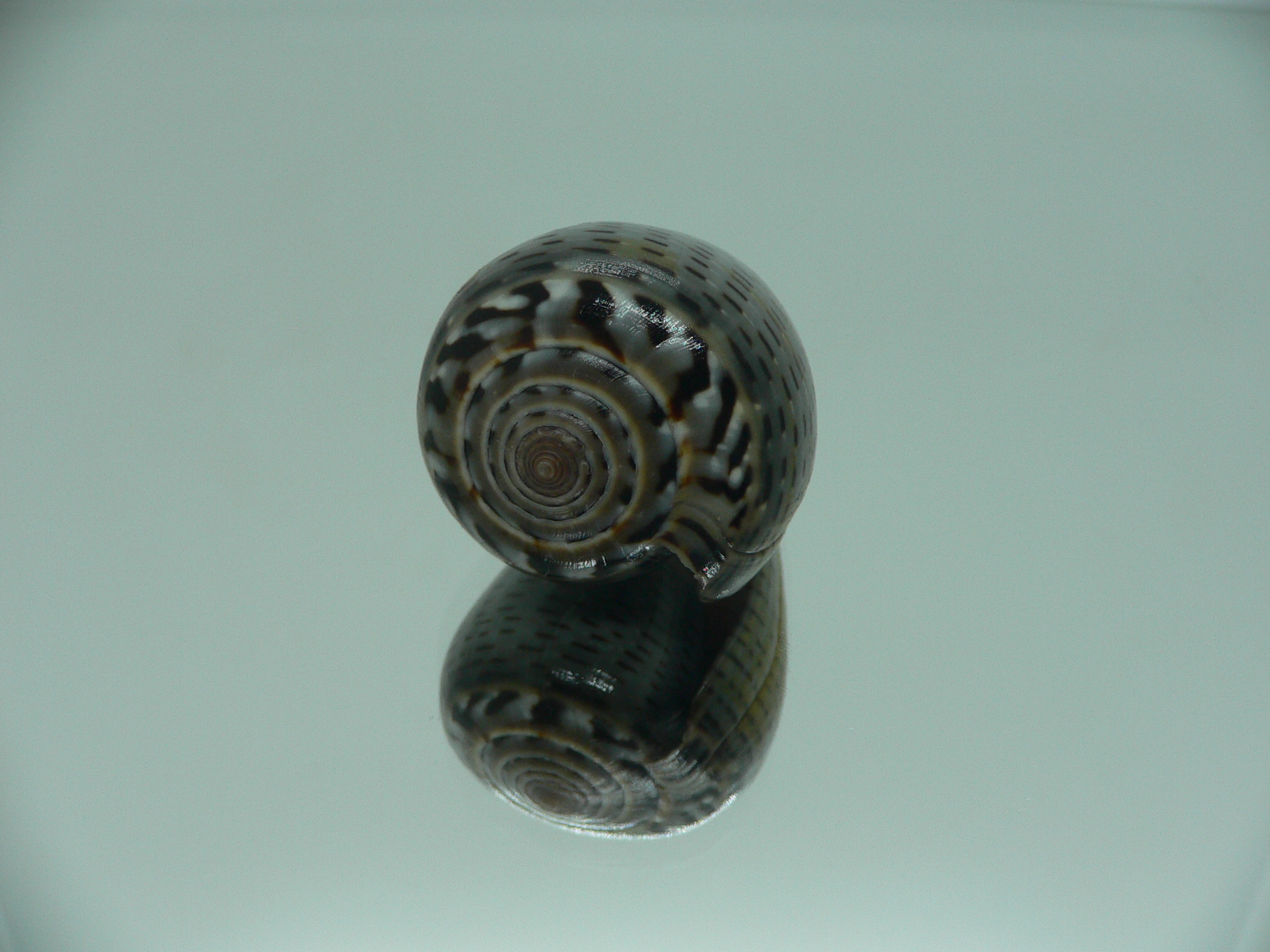 Conus glaucus NIGER