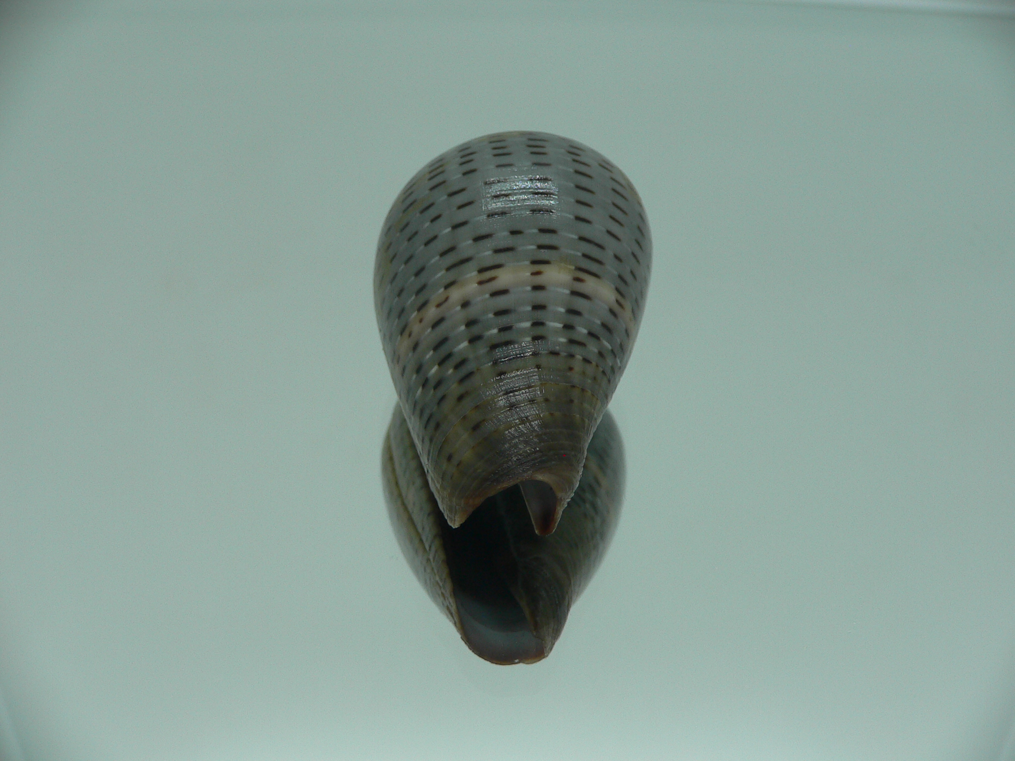 Conus glaucus NIGER