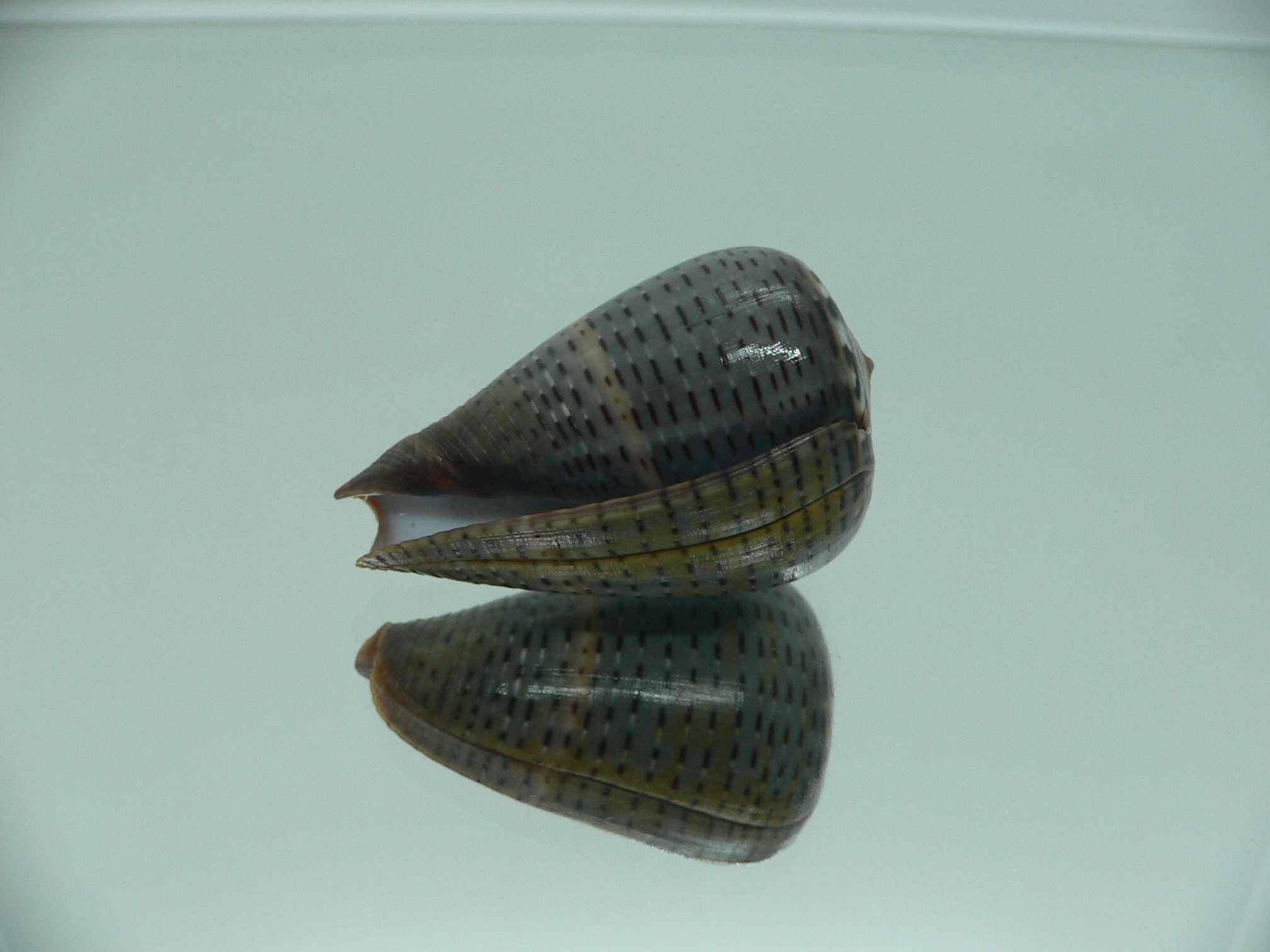 Conus glaucus NIGER