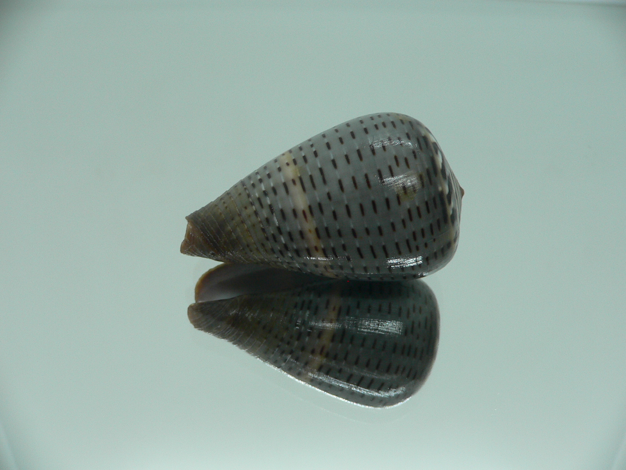 Conus glaucus NIGER