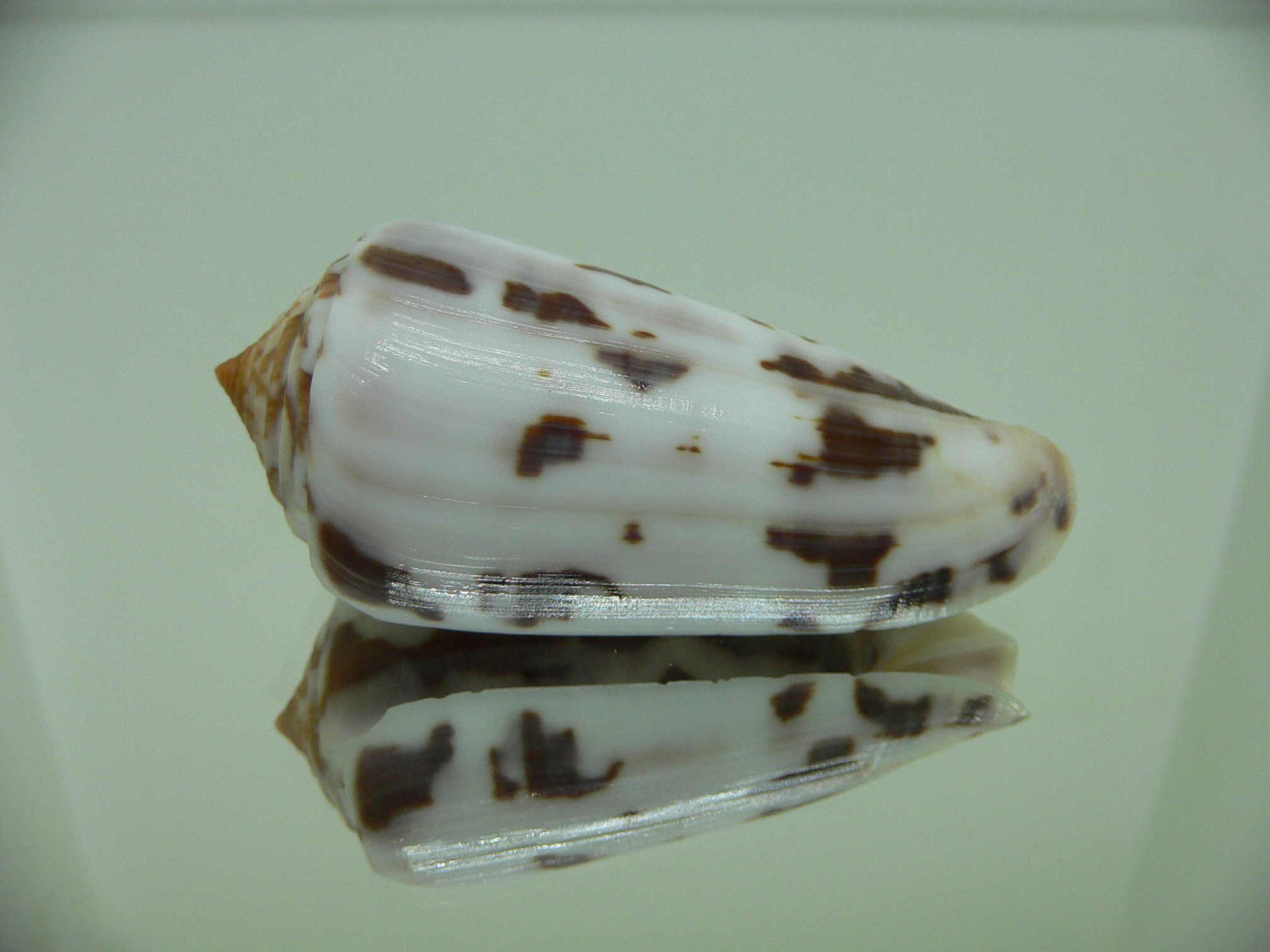 Conus gubernator terminus (var.) ORNAMENT