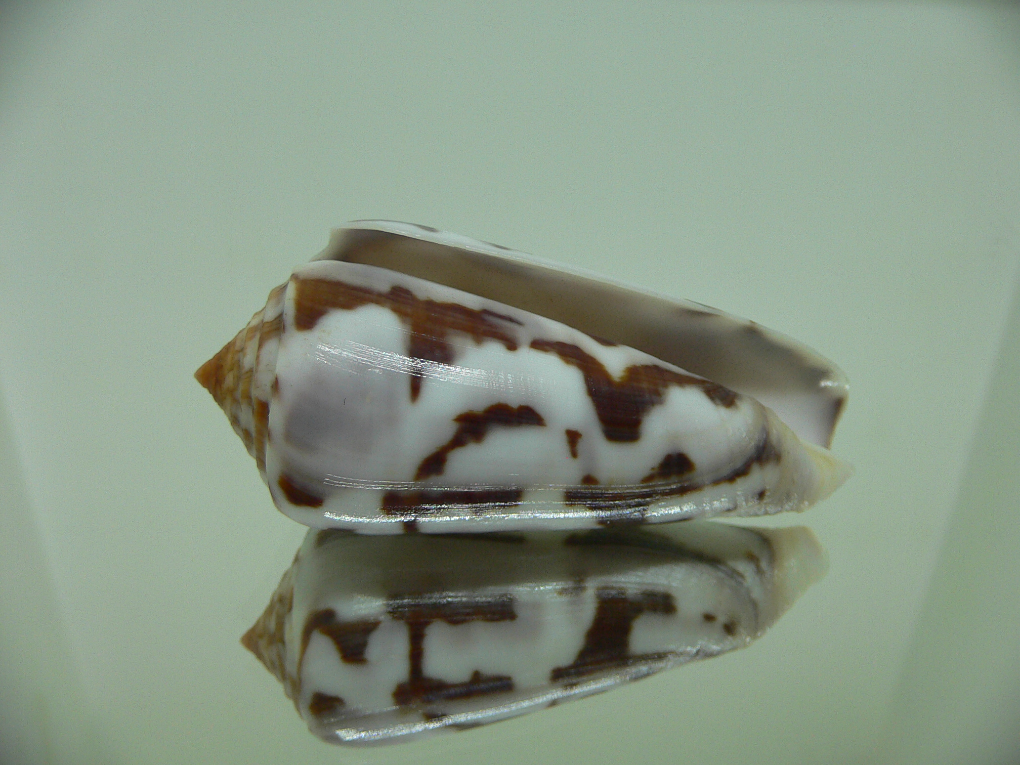 Conus gubernator terminus (var.) ORNAMENT
