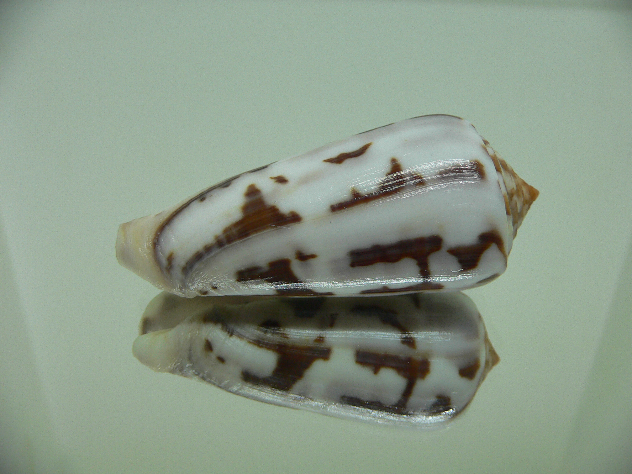Conus gubernator terminus (var.) ORNAMENT