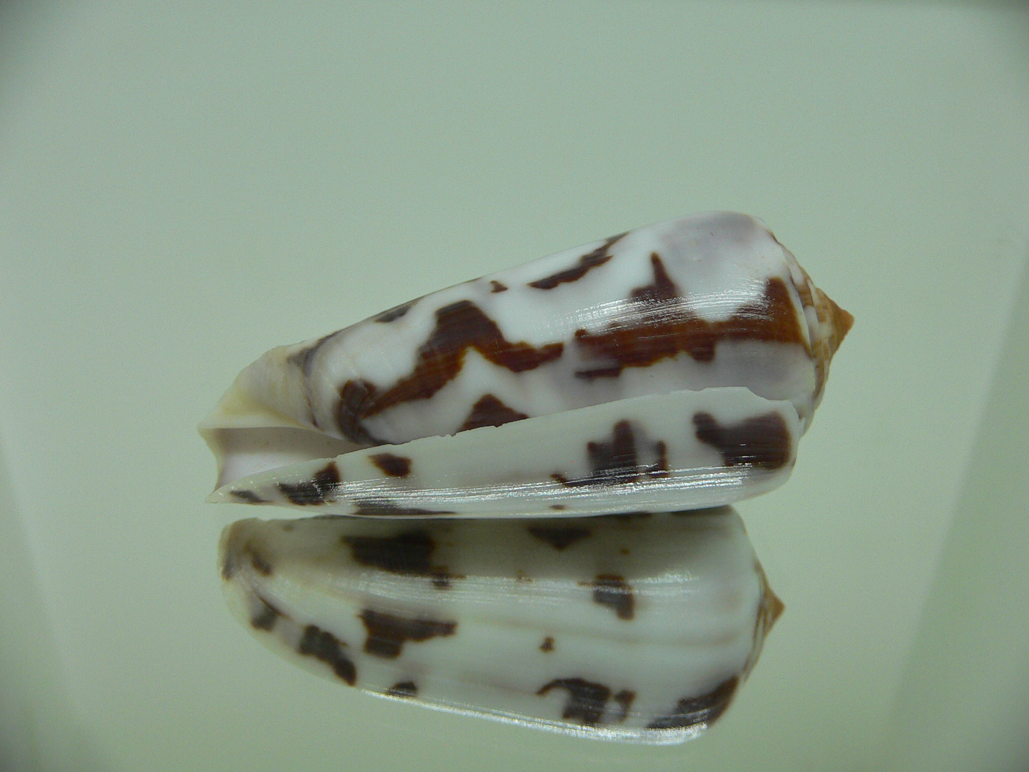 Conus gubernator terminus (var.) ORNAMENT