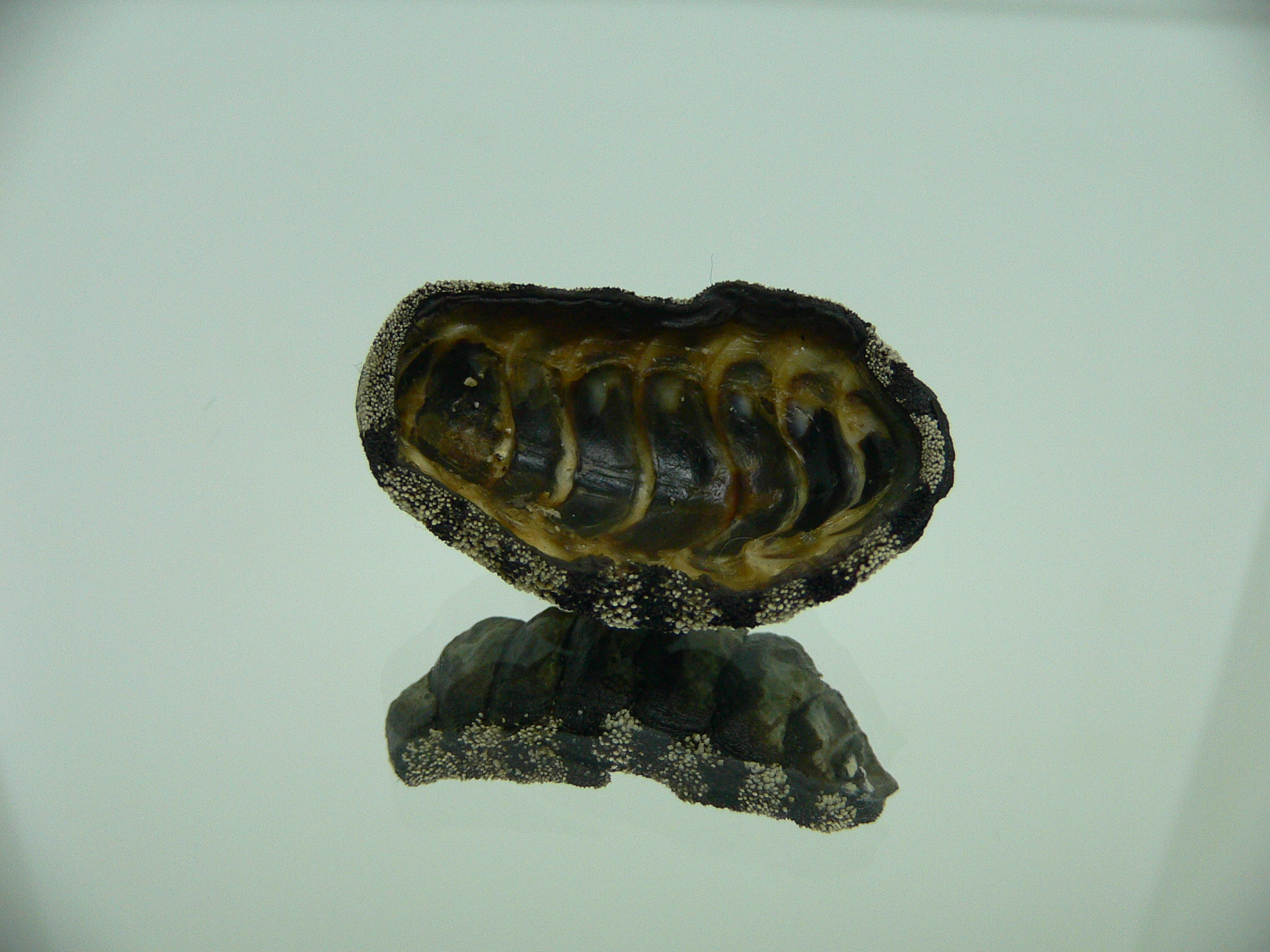 Liolophura gaimardi