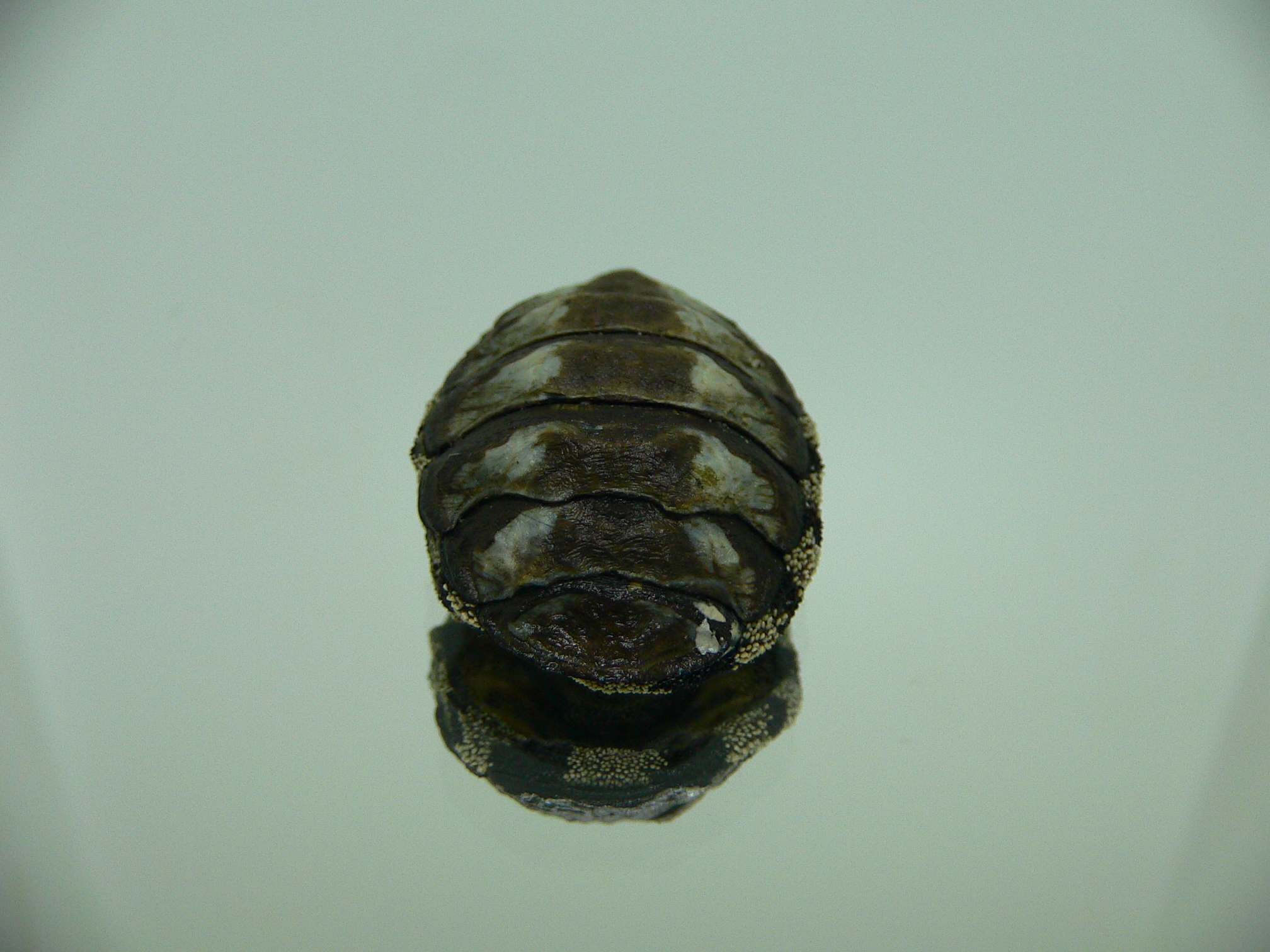 Liolophura gaimardi