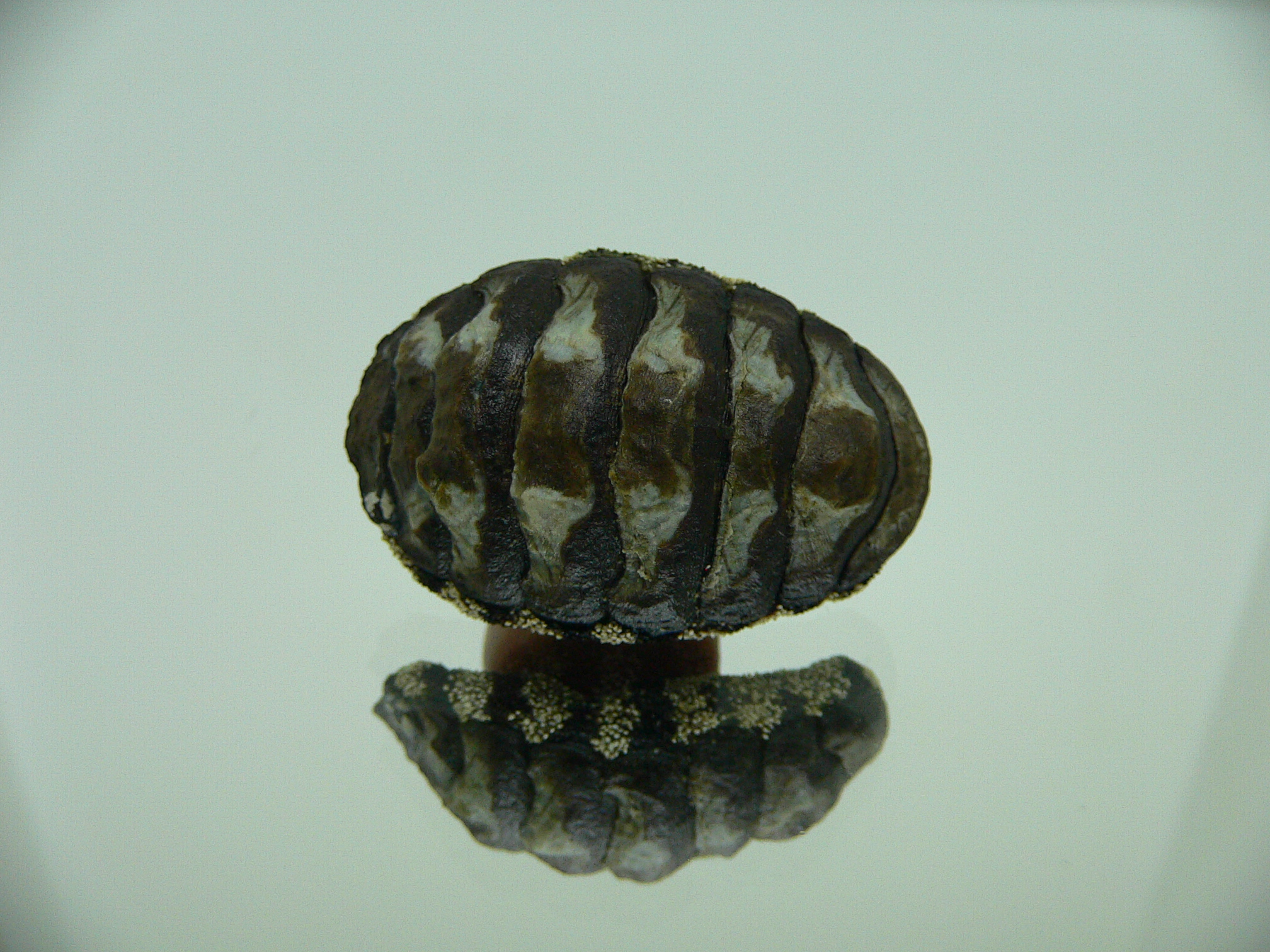 Liolophura gaimardi