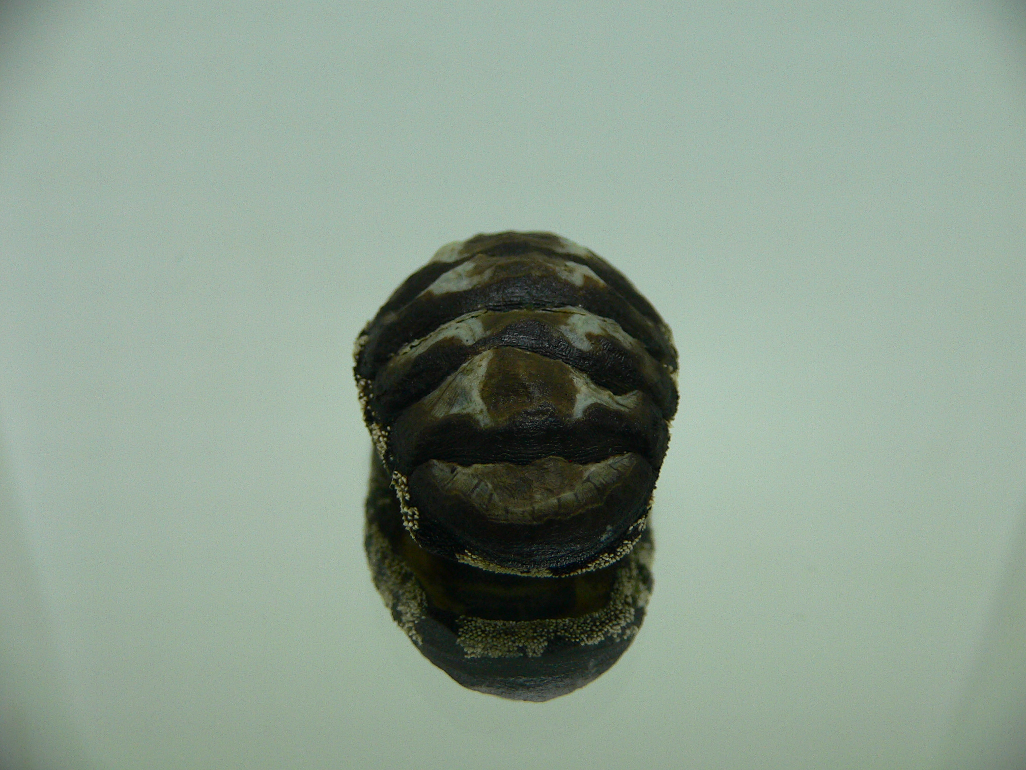 Liolophura gaimardi