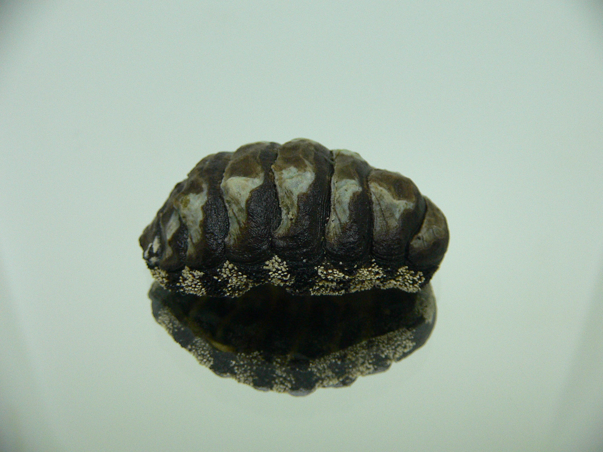 Liolophura gaimardi