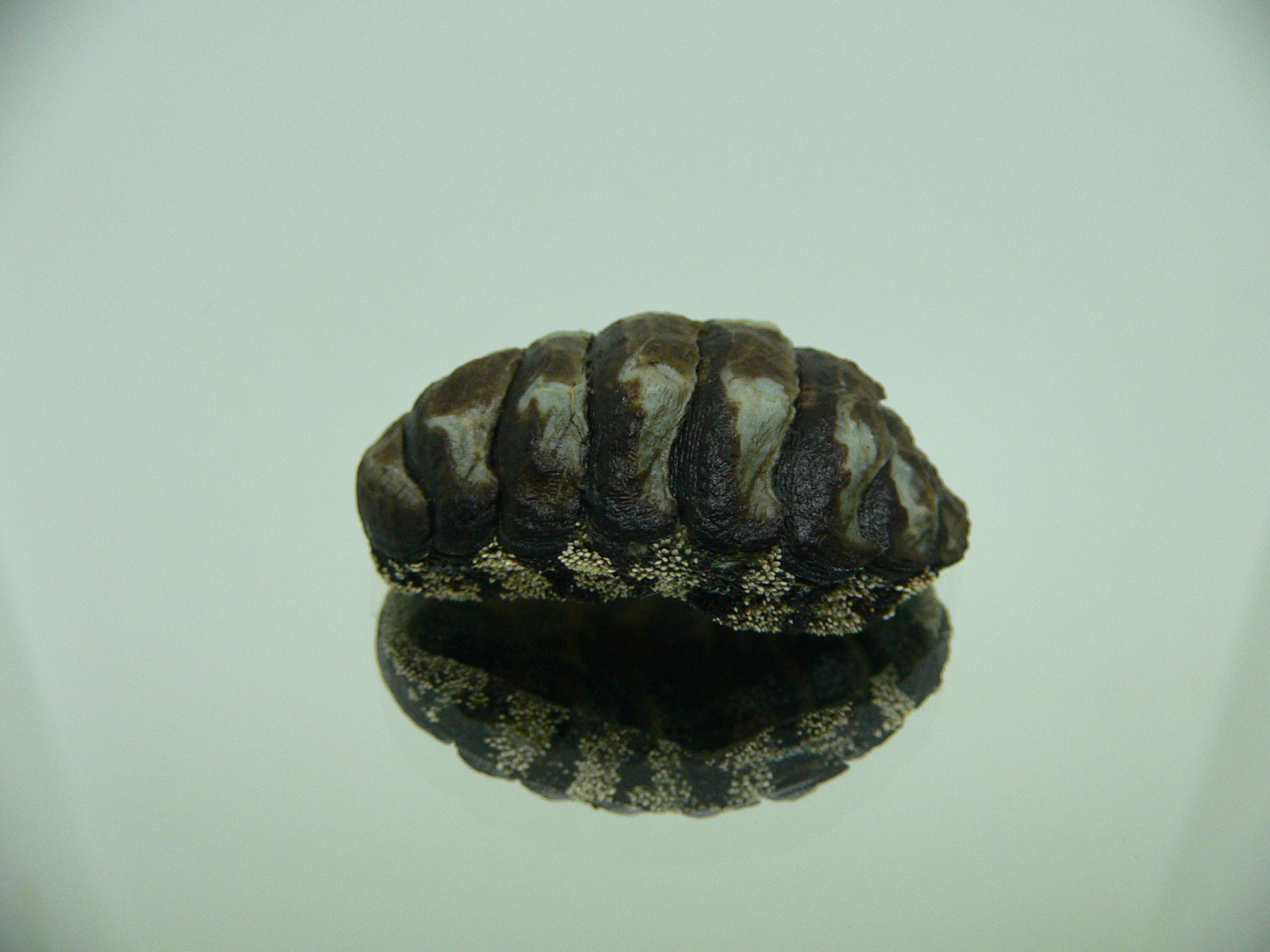 Liolophura gaimardi