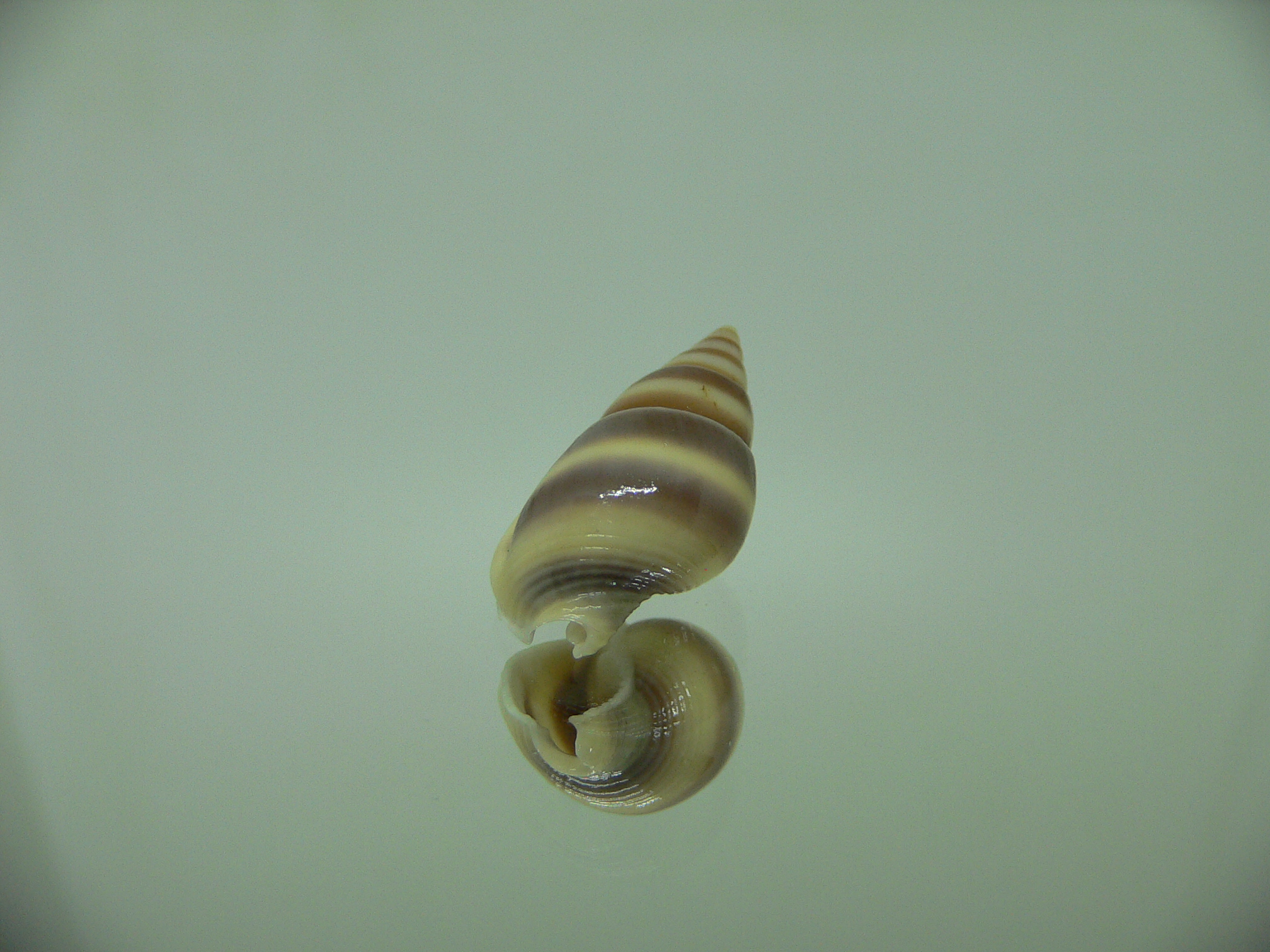 Nassarius succinctus 1