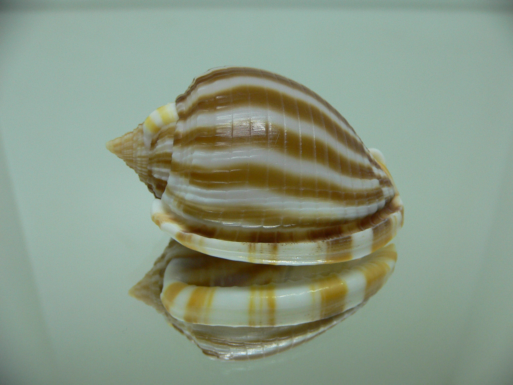 Phalium flammiferum RIBBED