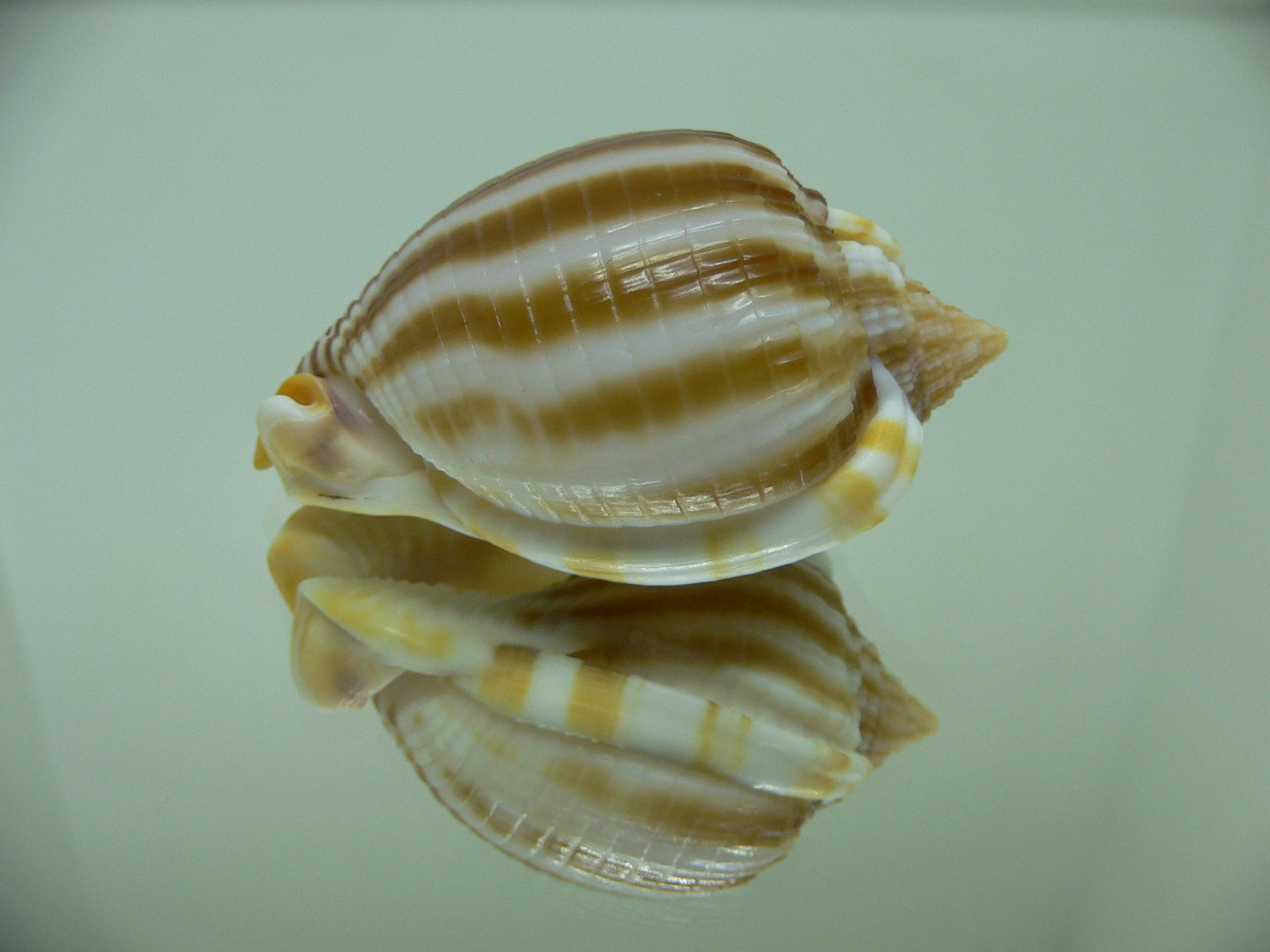 Phalium flammiferum RIBBED