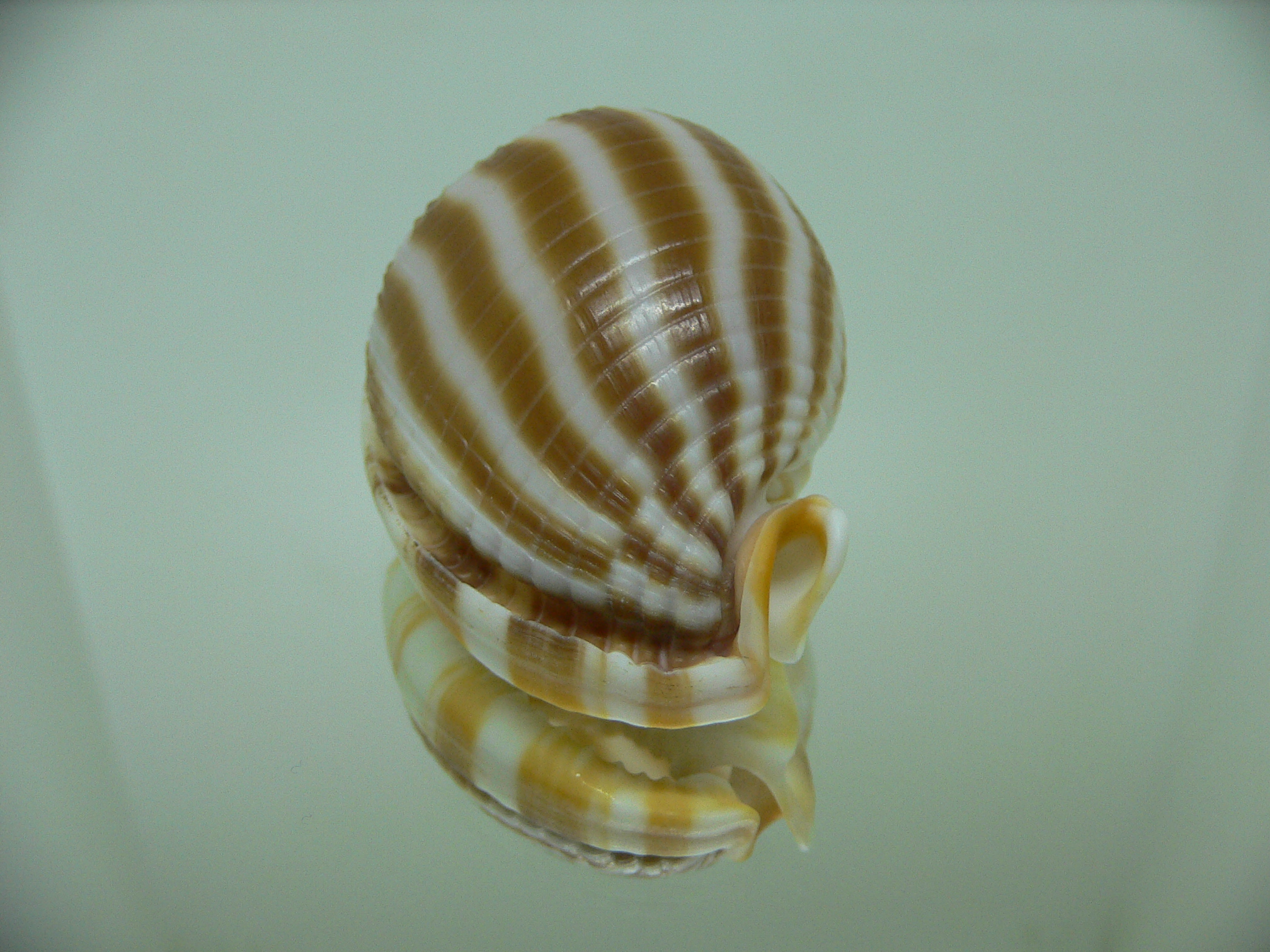 Phalium flammiferum RIBBED