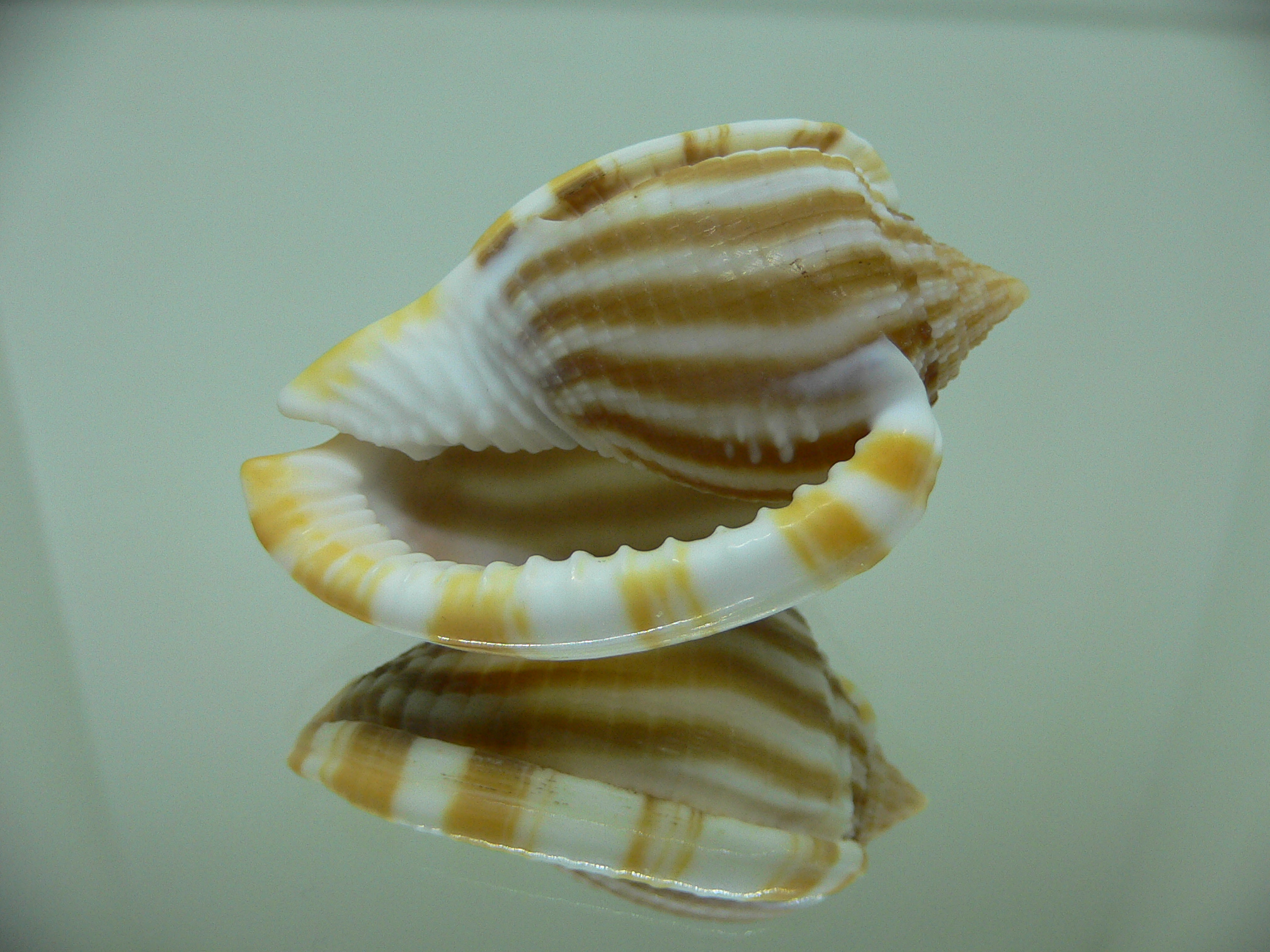 Phalium flammiferum RIBBED