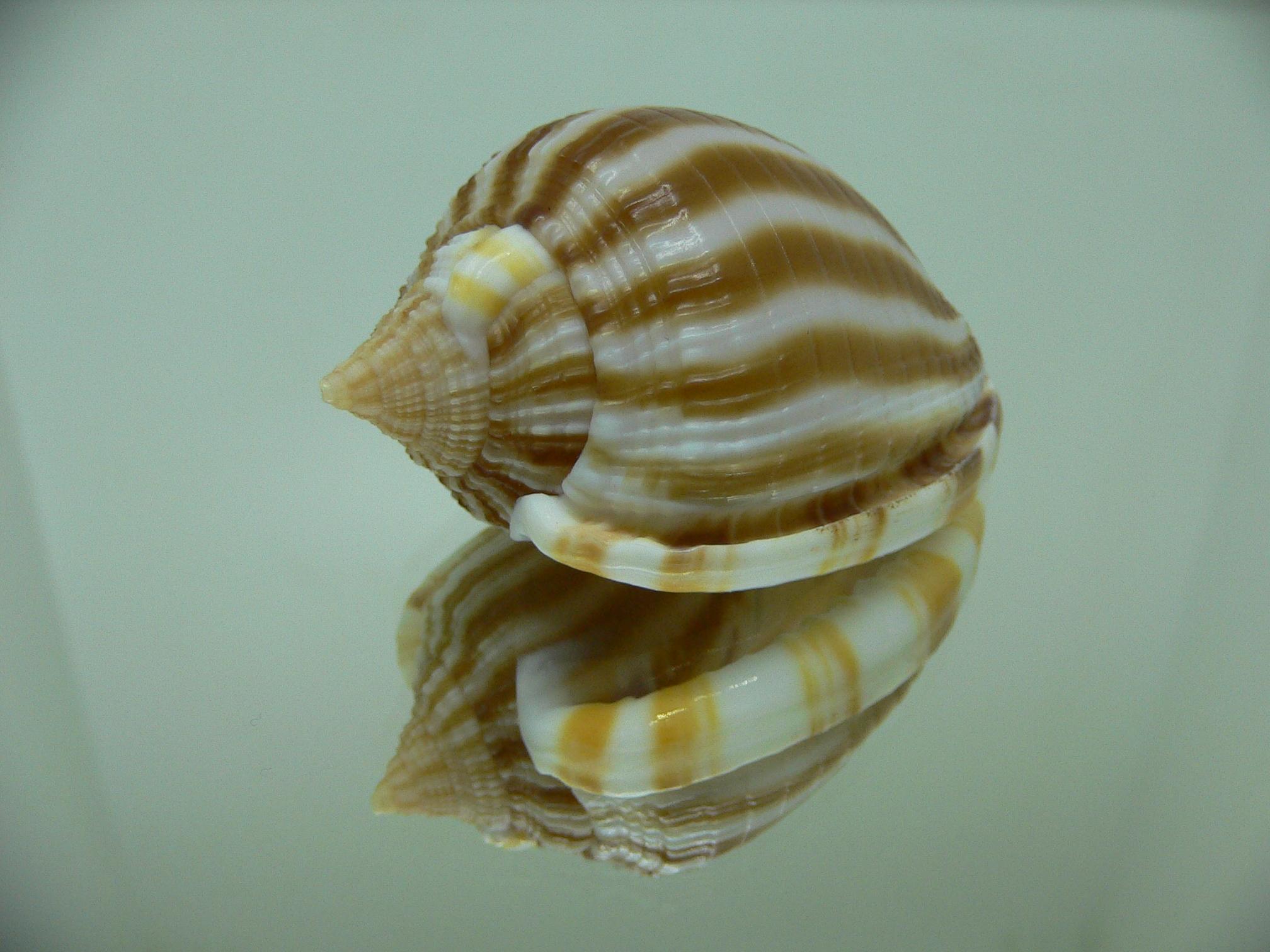 Phalium flammiferum RIBBED