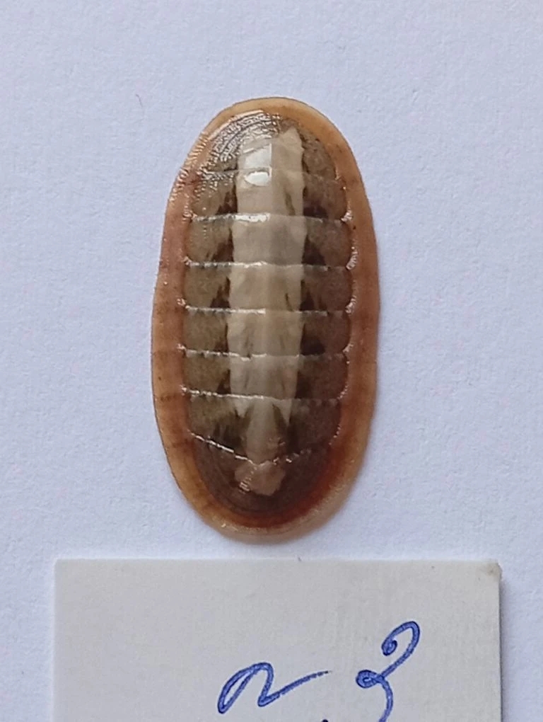 Ischnochiton elondatus ENDEMIC 3