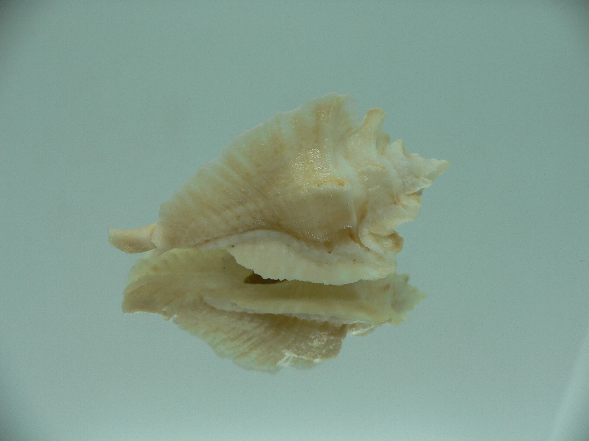 Pterochelus triformis WIDE