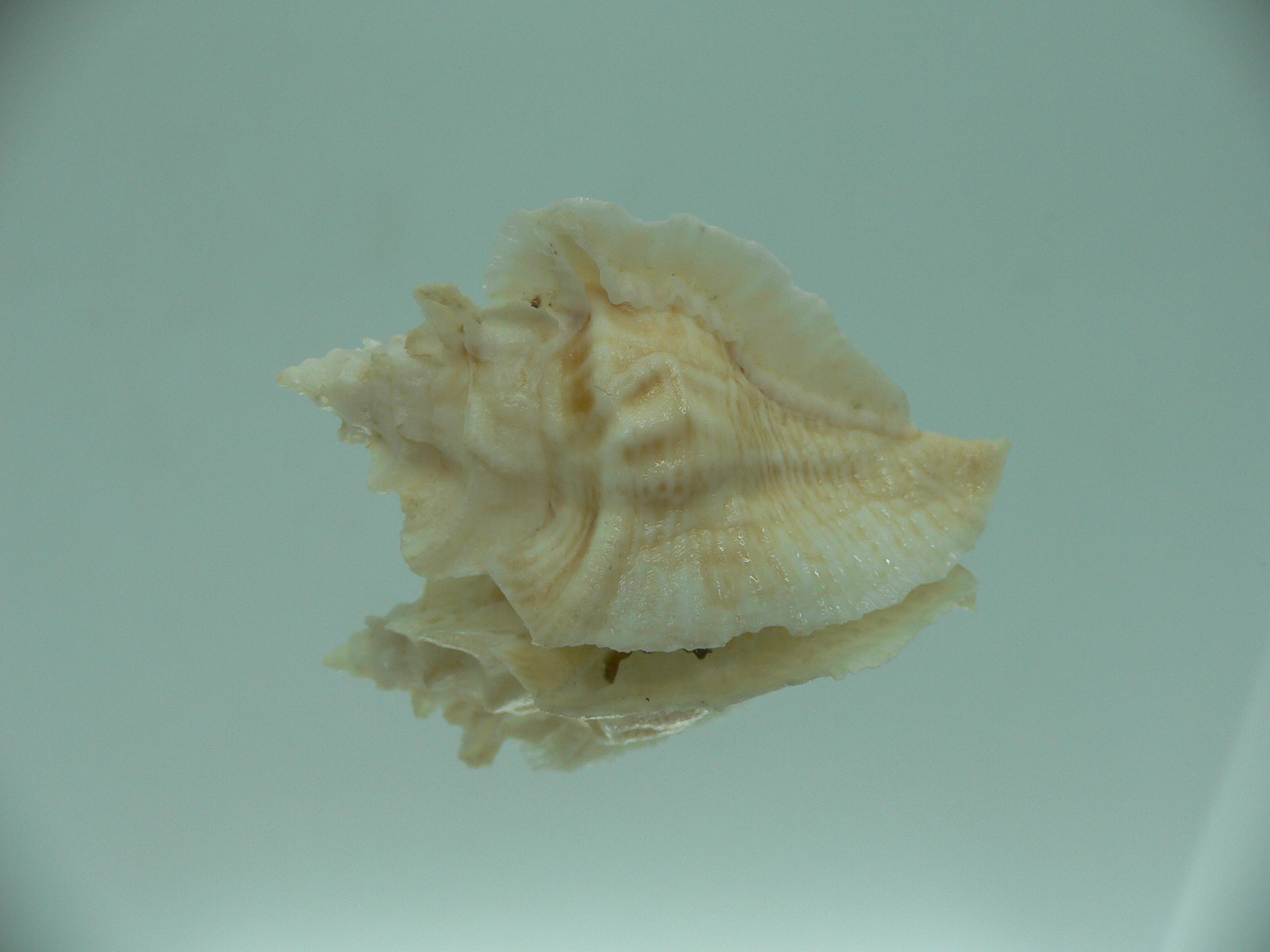 Pterochelus triformis WIDE