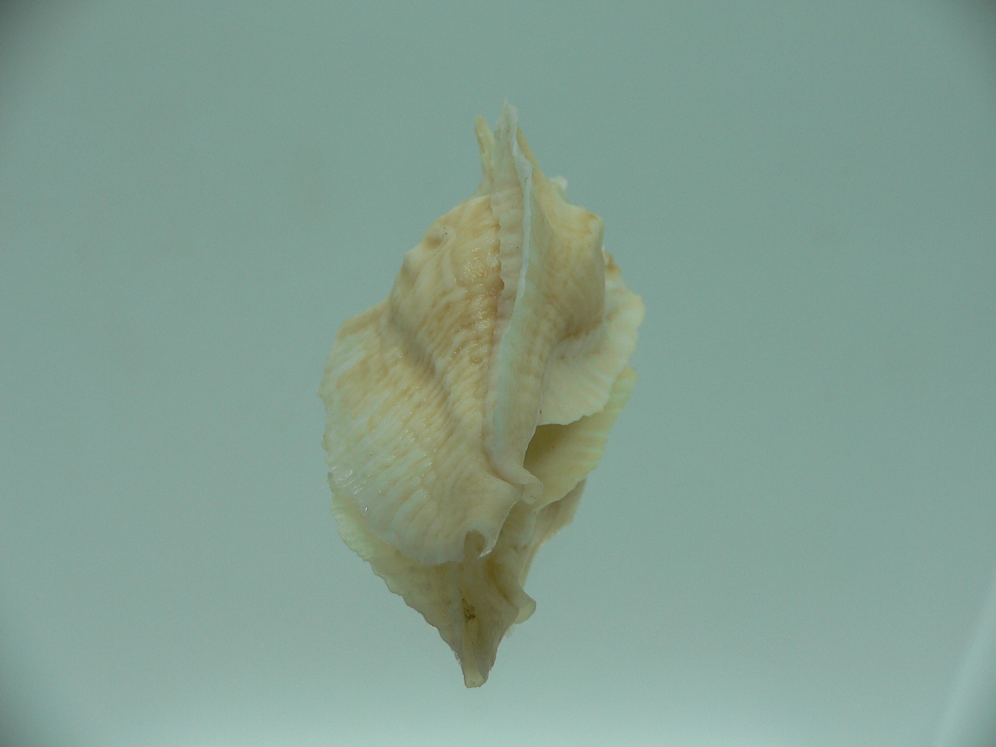 Pterochelus triformis WIDE
