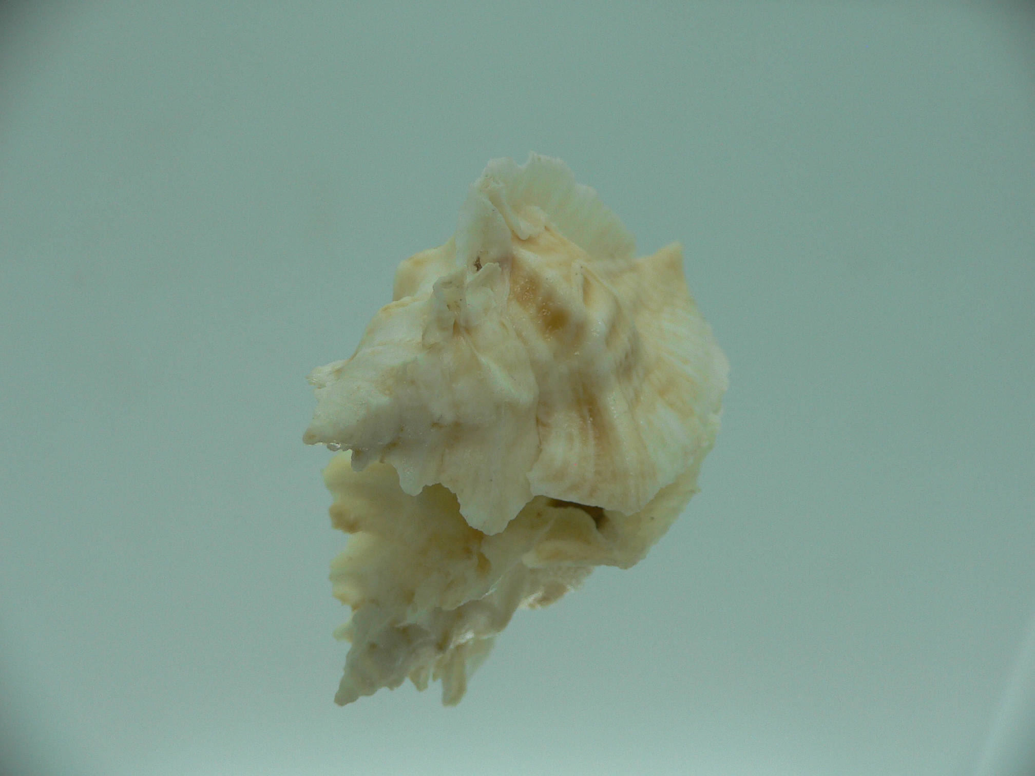 Pterochelus triformis WIDE