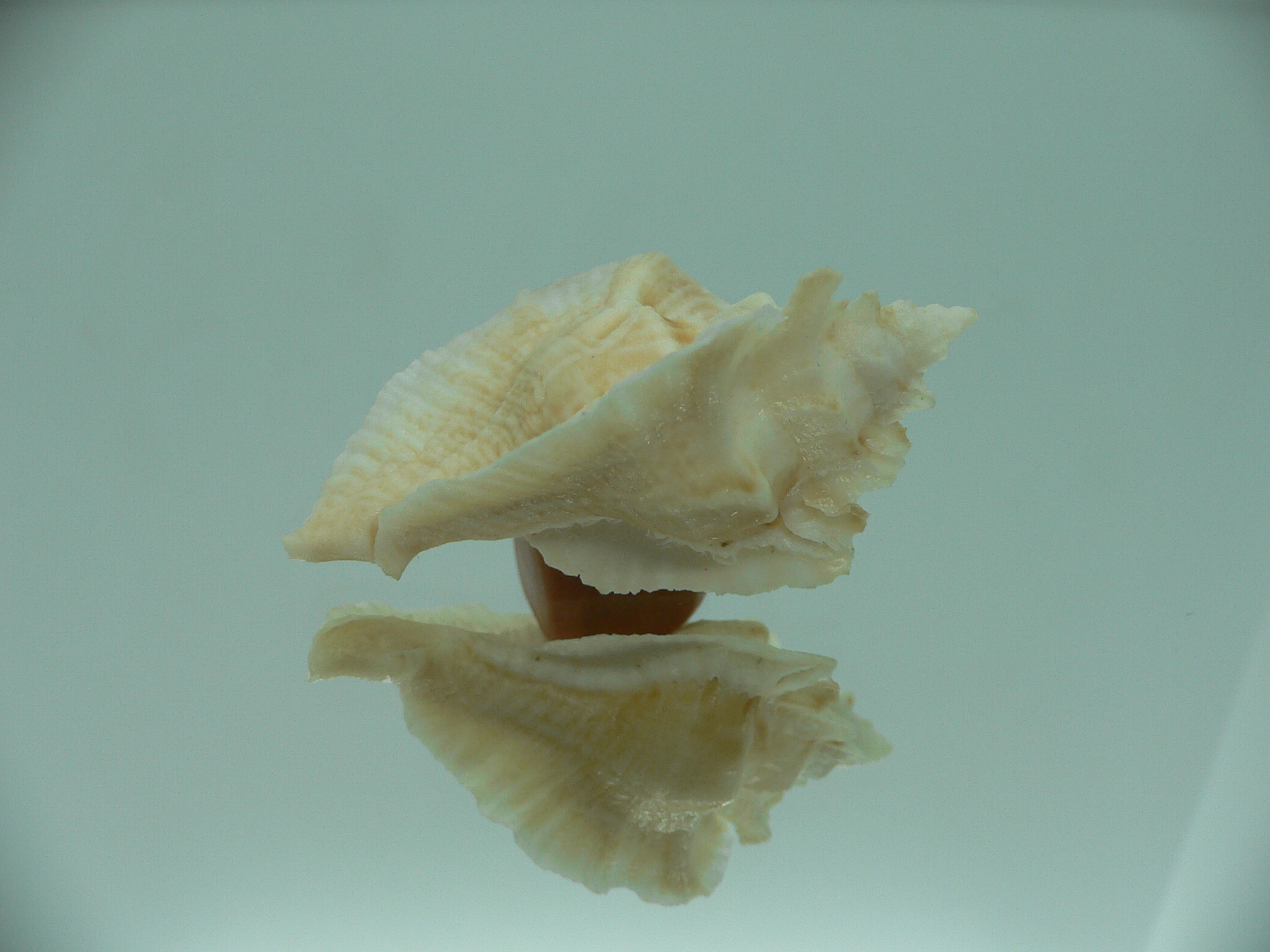 Pterochelus triformis WIDE