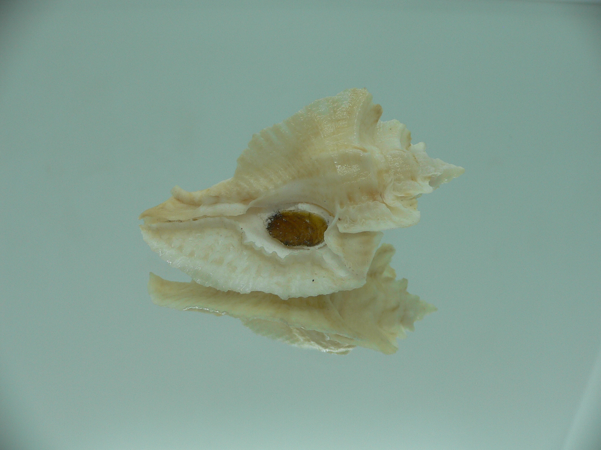 Pterochelus triformis WIDE