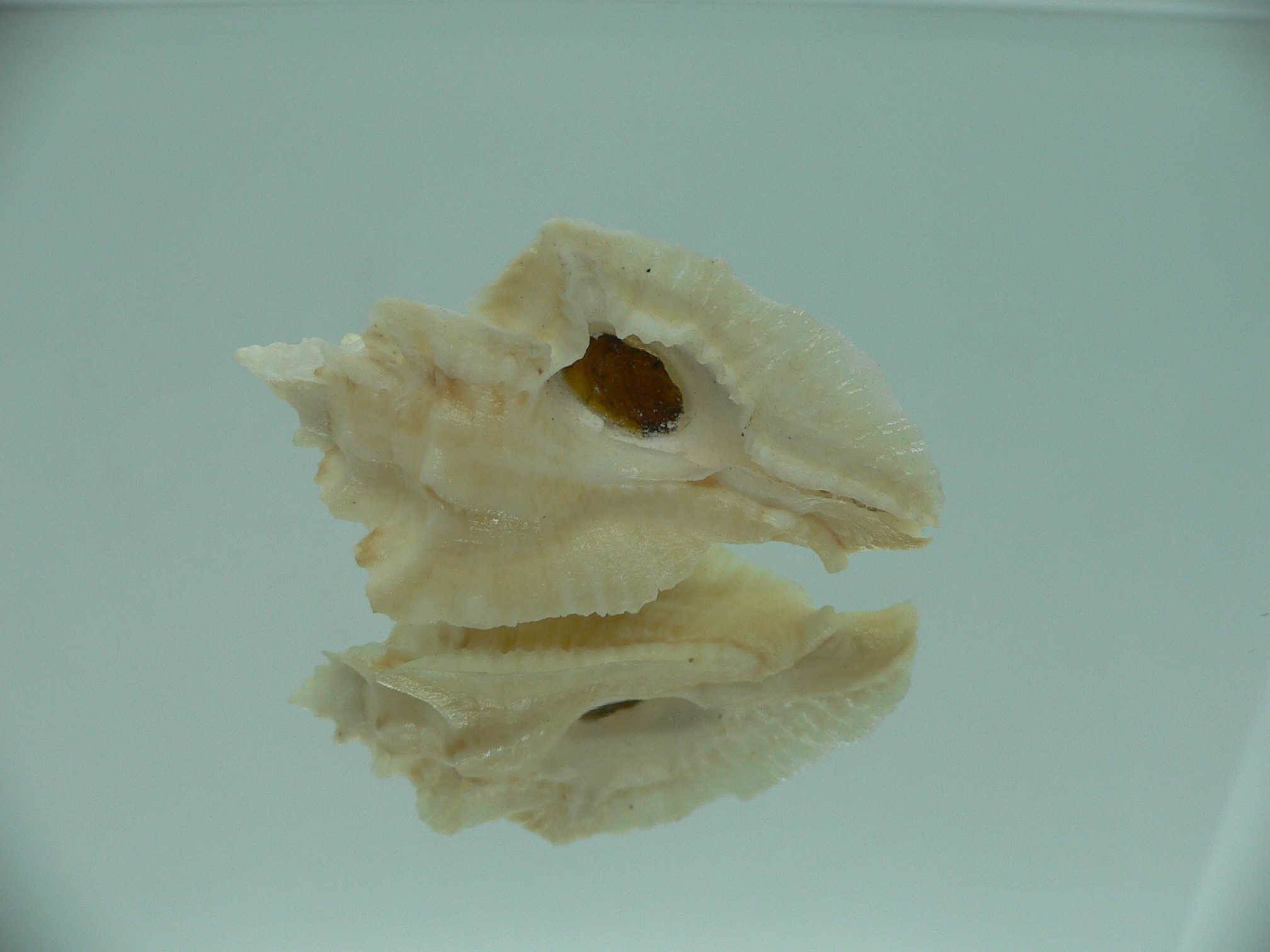 Pterochelus triformis WIDE