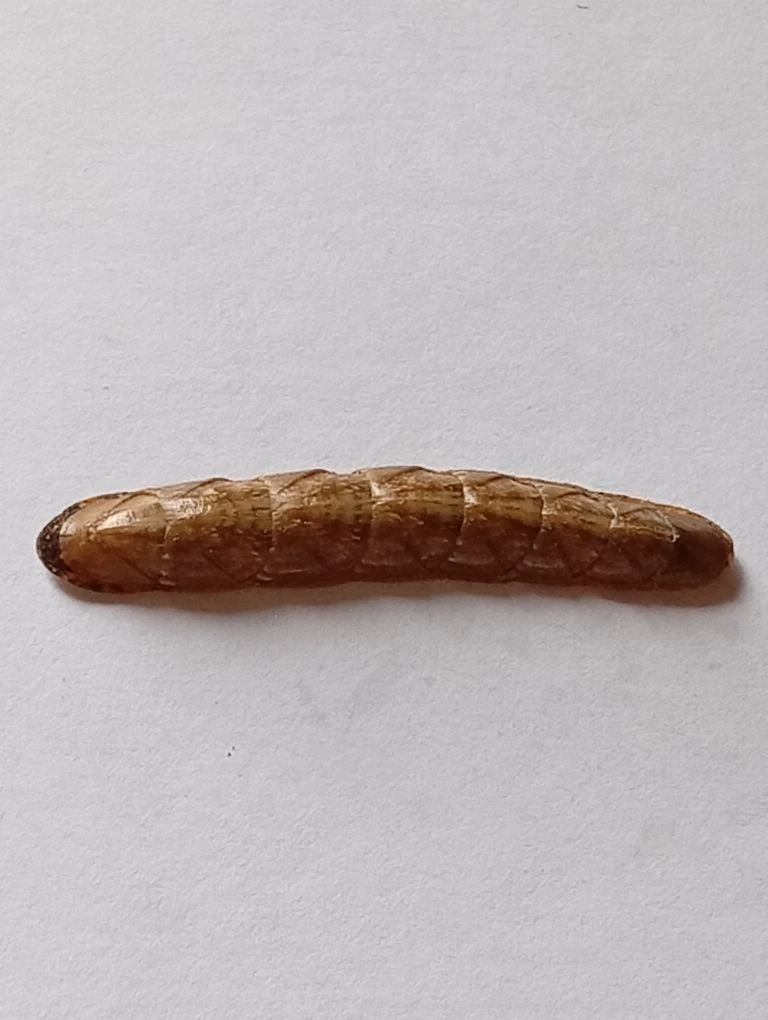 Stenochiton longicymba ENDEMIC 4
