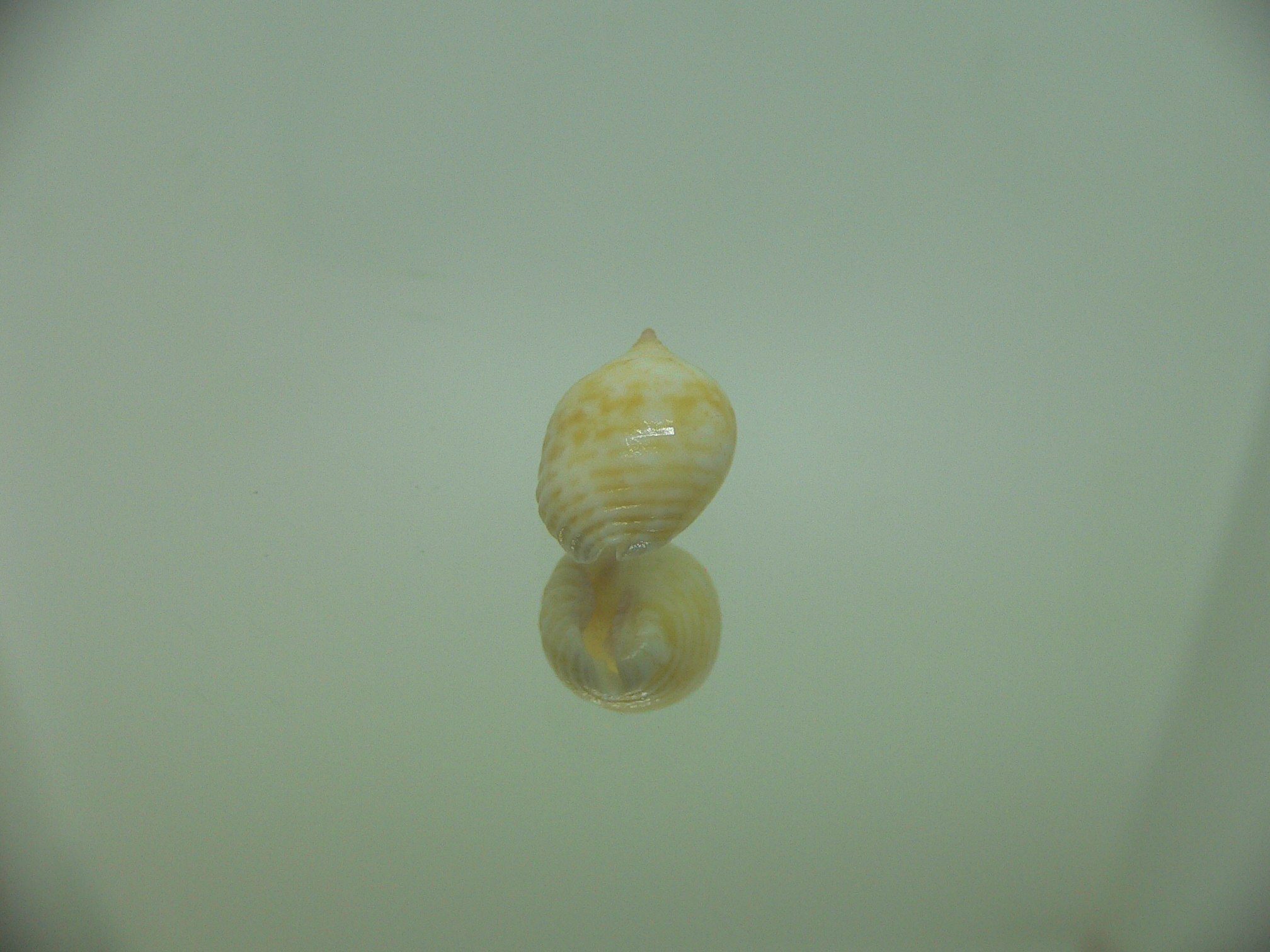 Euplica borealis BIG & BLONDE
