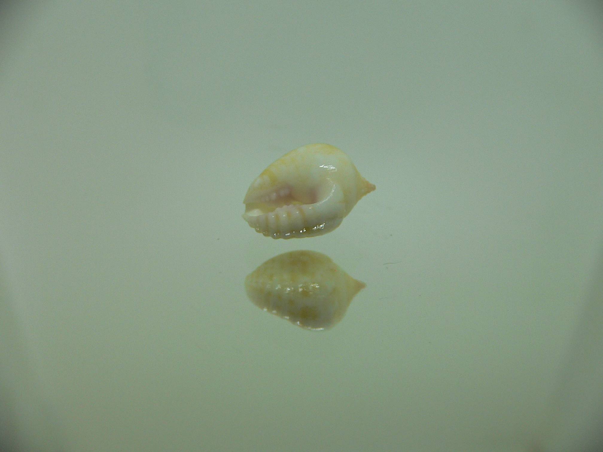 Euplica borealis BIG & BLONDE