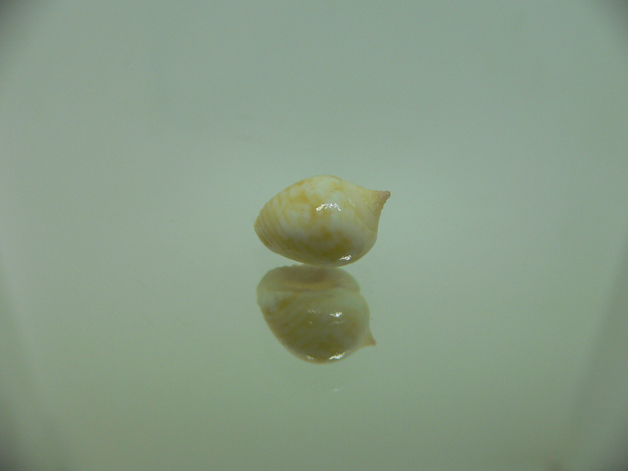 Euplica borealis BIG & BLONDE