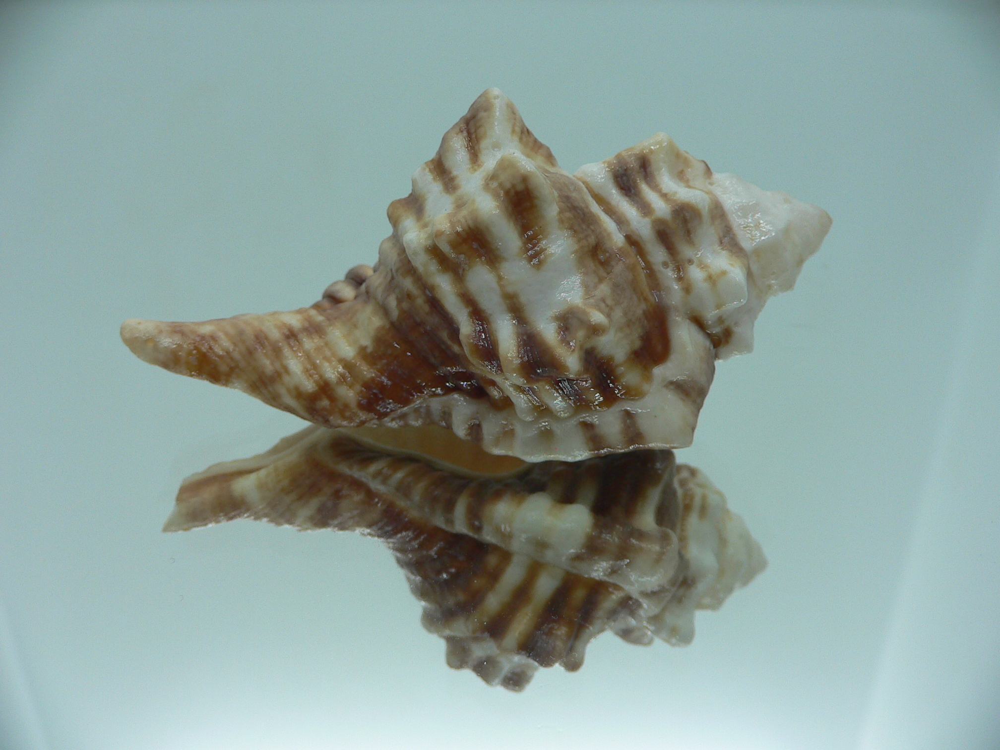 Ranularia trilineata 1